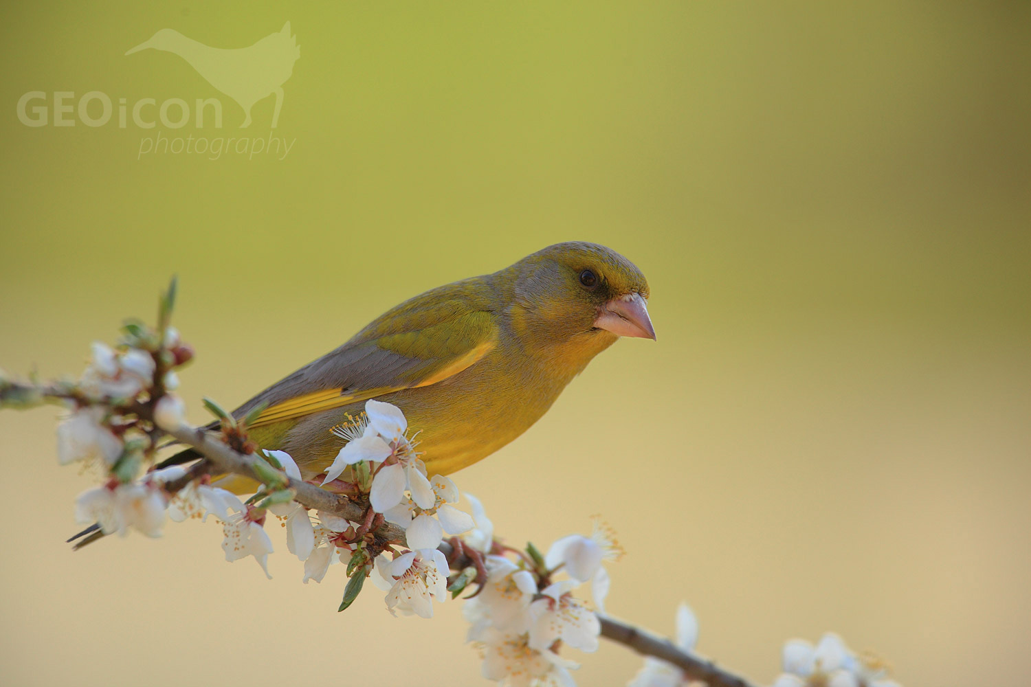 Greenfinch / zvonek zelený (Carduelis chloris)