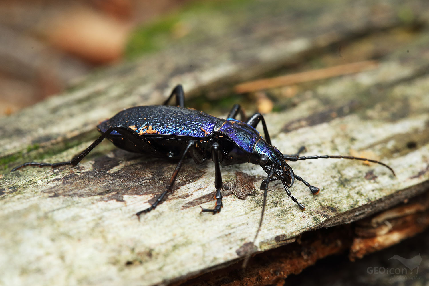 Ground beetle spp.  / střevlík vrásčitý (Carabus intricatus)