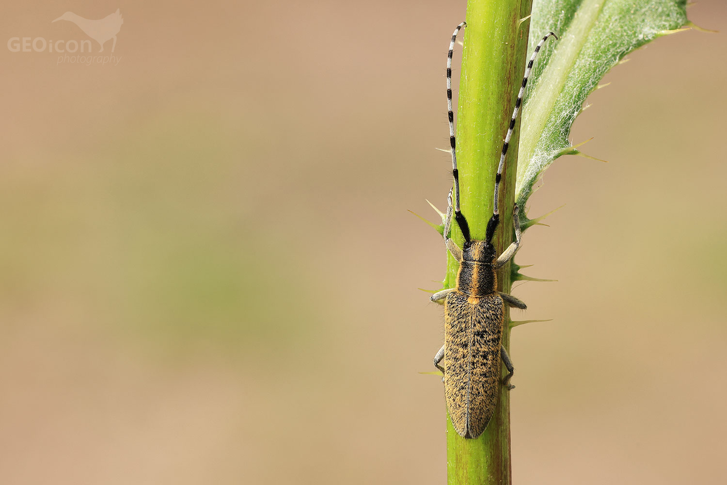 Golden-bloomed grey longhorn beetle / tesařík úzkoštítý (Agapanthia villosoviridescens)