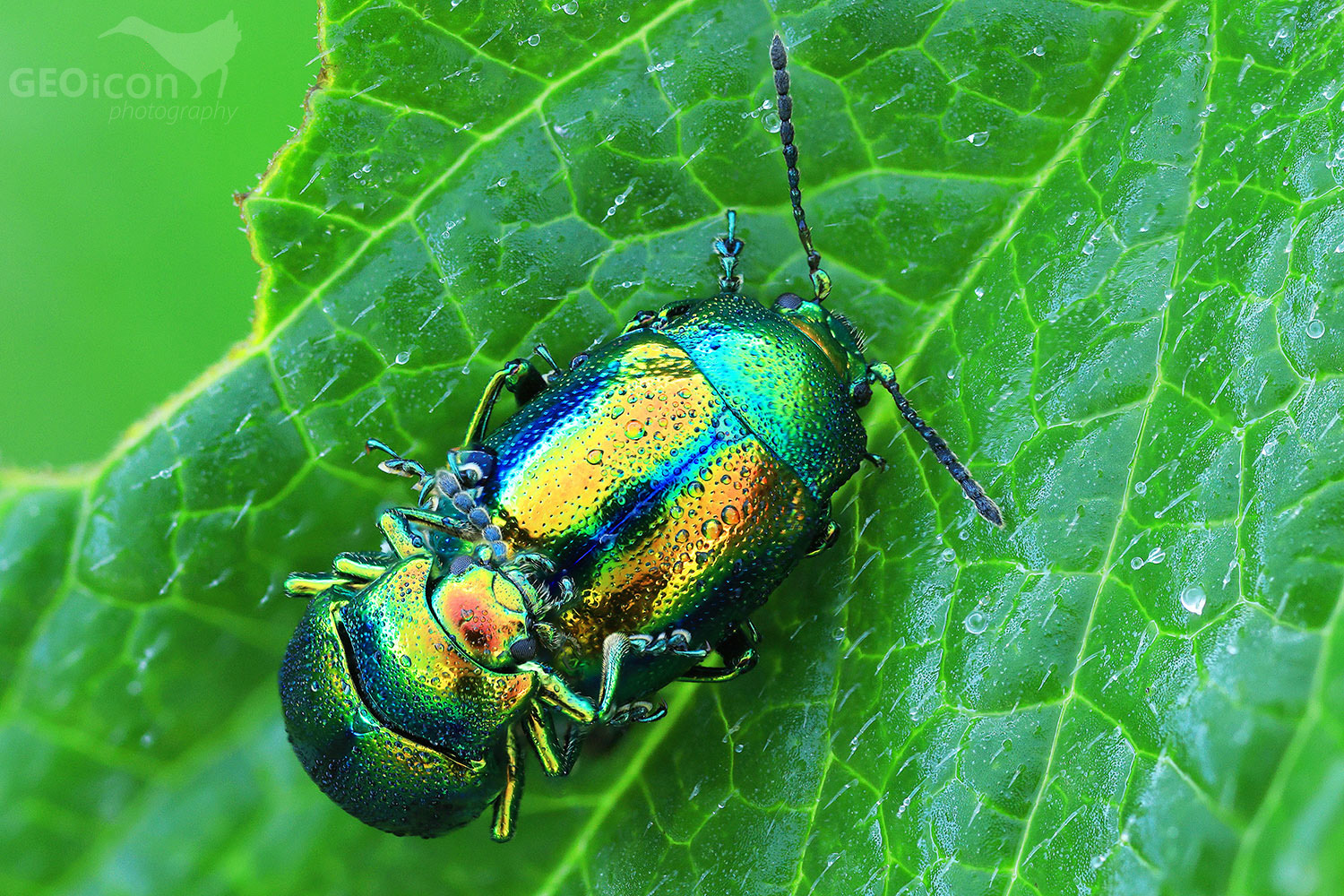 Colorado beetle  / mandelinka nádherná (Chrysolina fastuosa)