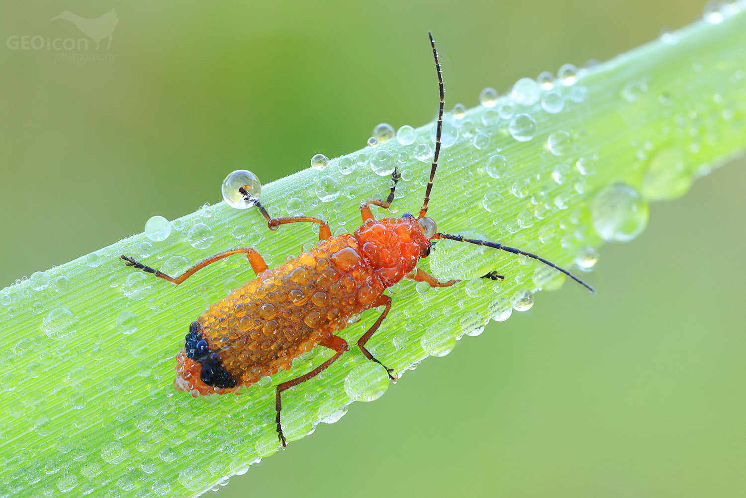 Common red soldier beetle / páteříček žlutý (Rhagonycha fulva)