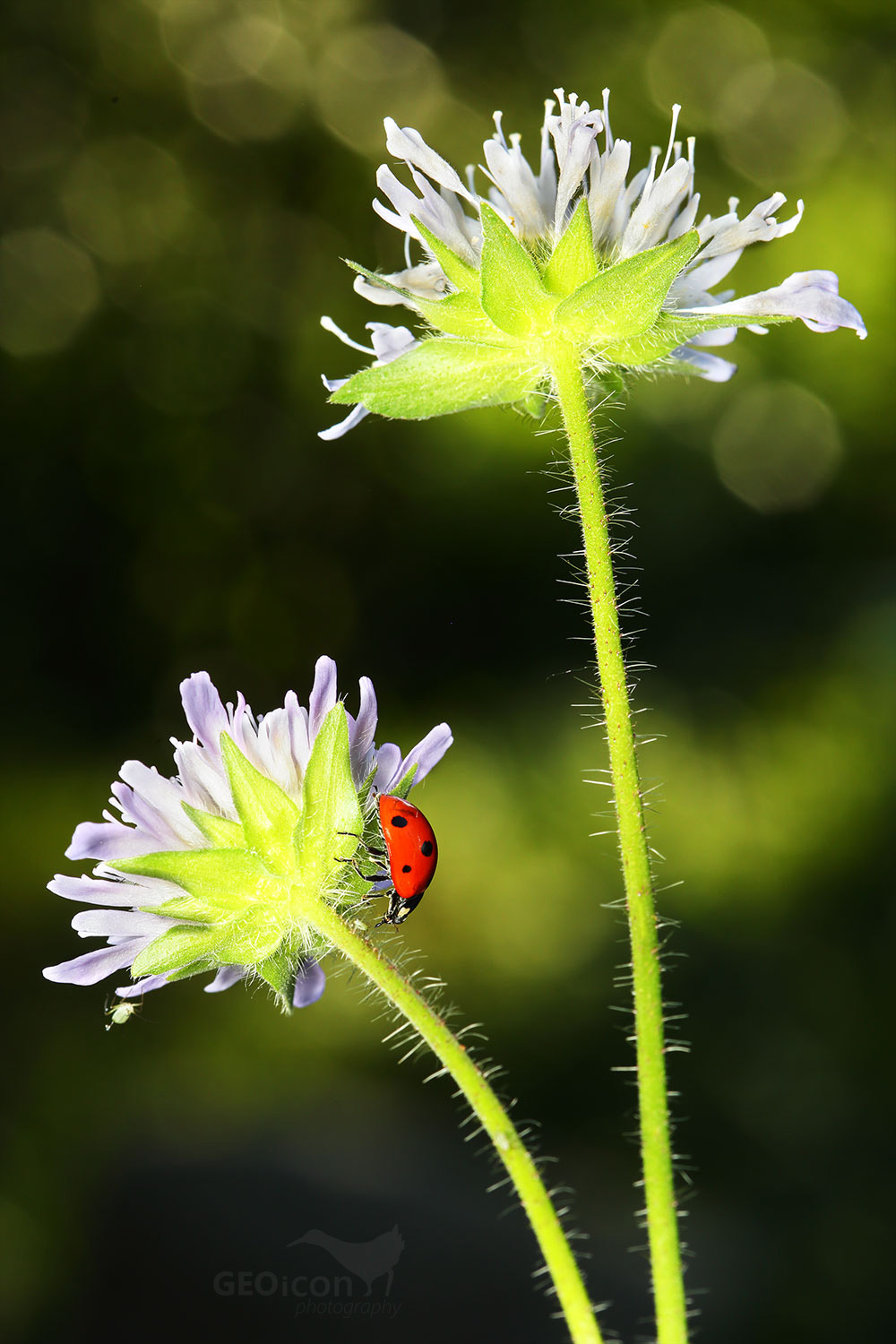 Ladybug / slunéčko sedmitečné (Coccinella septempunctata)
