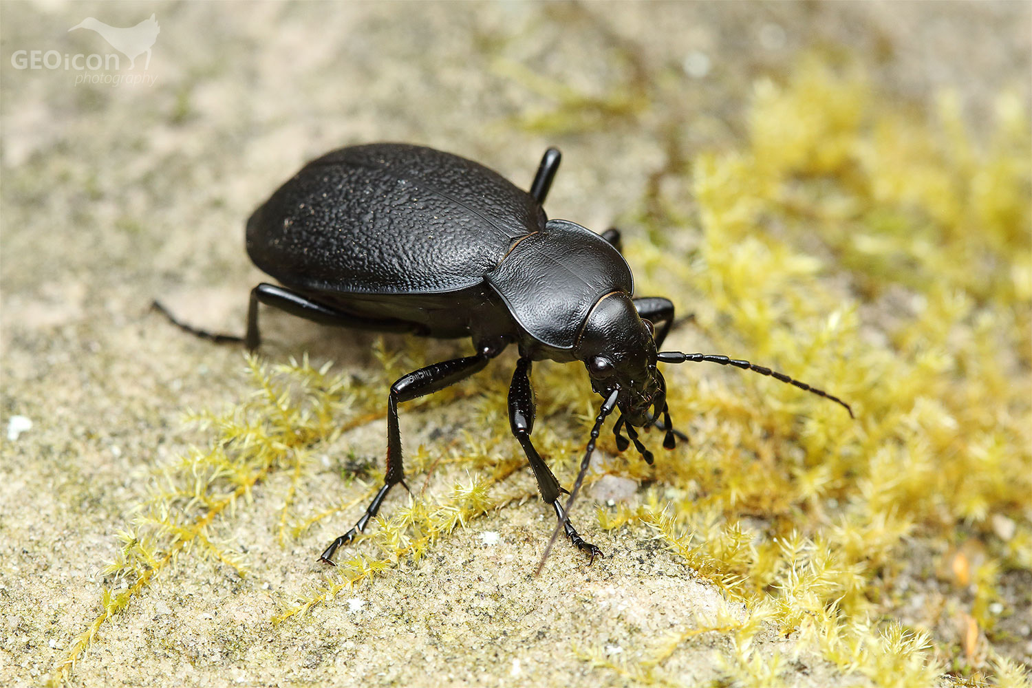 Blue ground beetle / střevlík kožitý (Carabus coriaceus)