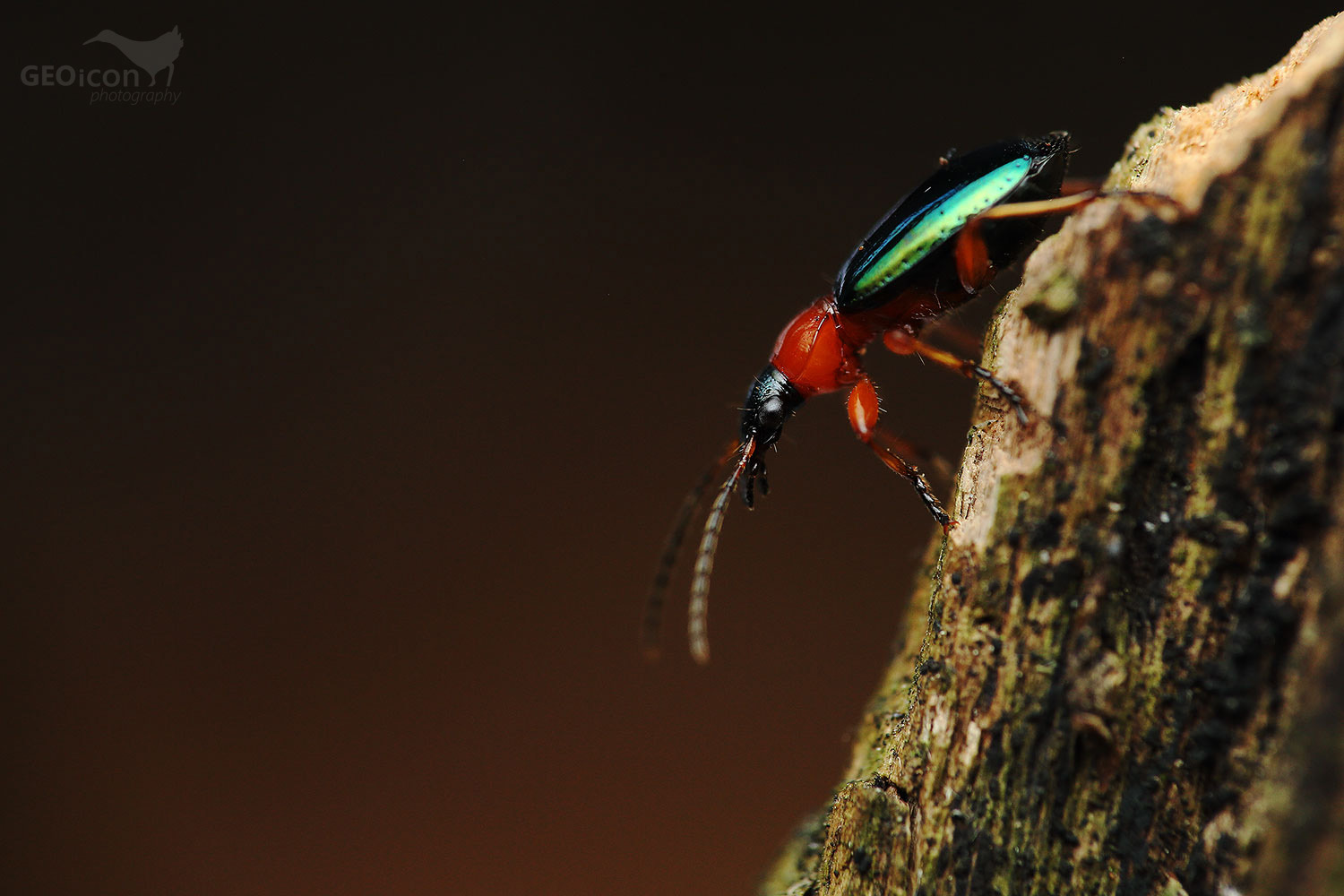 Ground beetle spp. / střevlíček spp. (Lebia chlorocephala)
