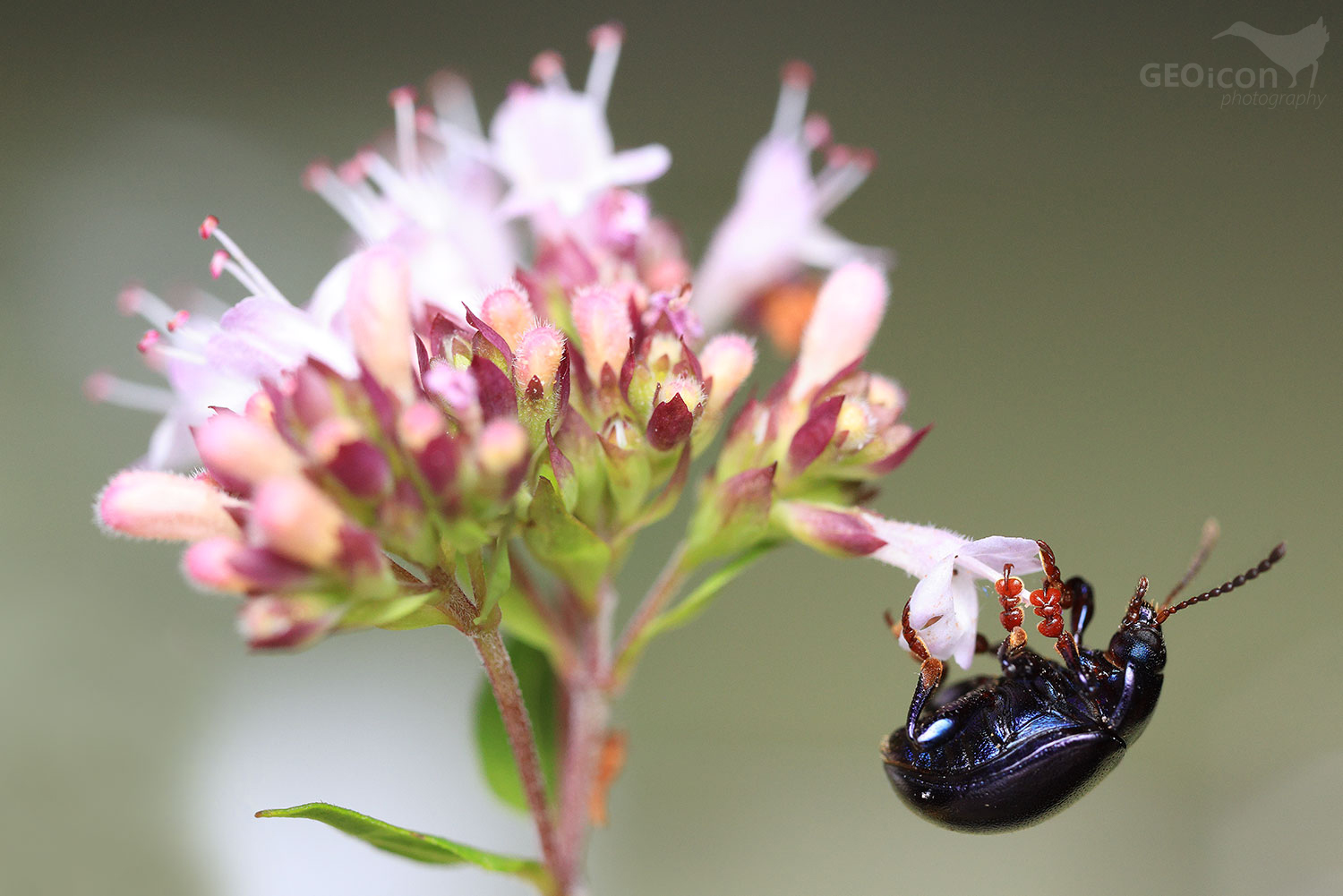 Colorado beetle sp. / mandelinka (Chrysomelidae)