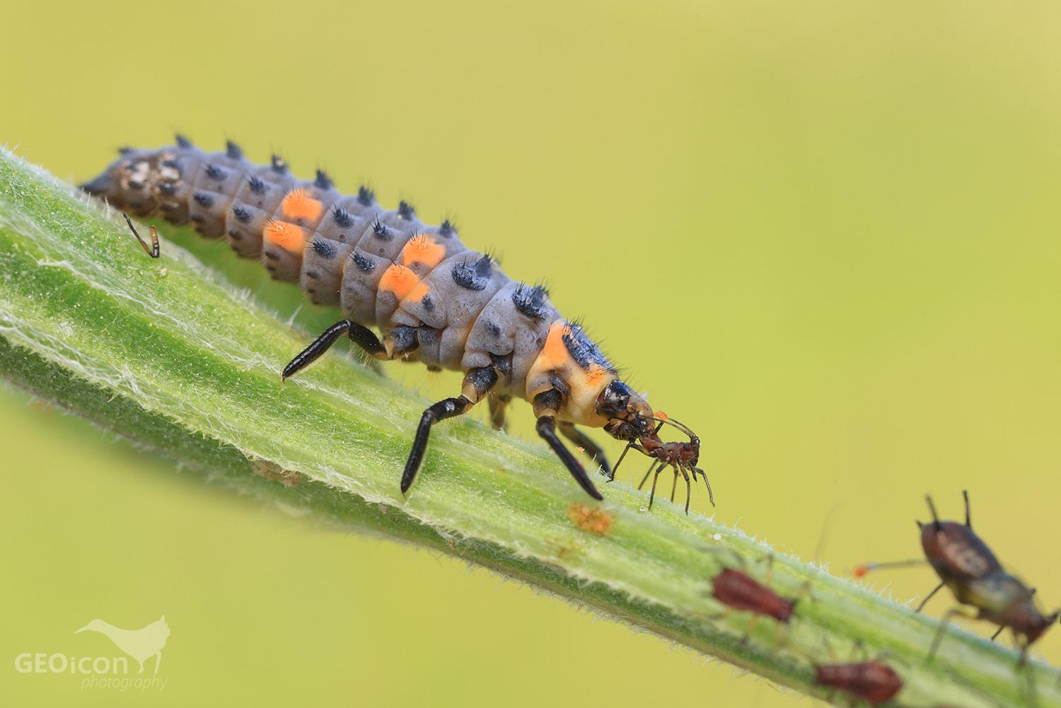 Ladybug / slunéčko sedmitečné (Coccinellidae)