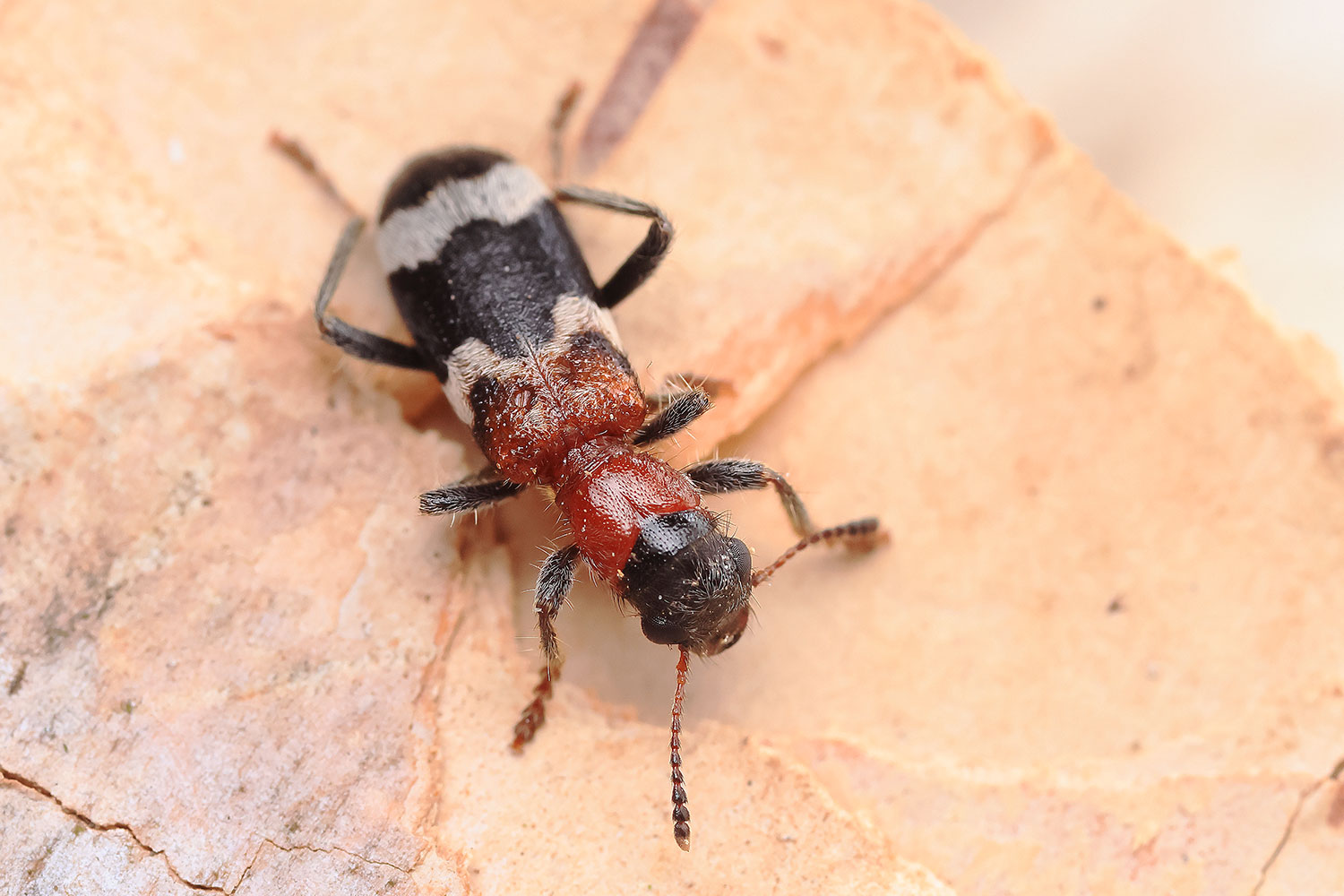 Ant beetle / pestrokrovečník mravenčí  (Thanasimus formicarius)