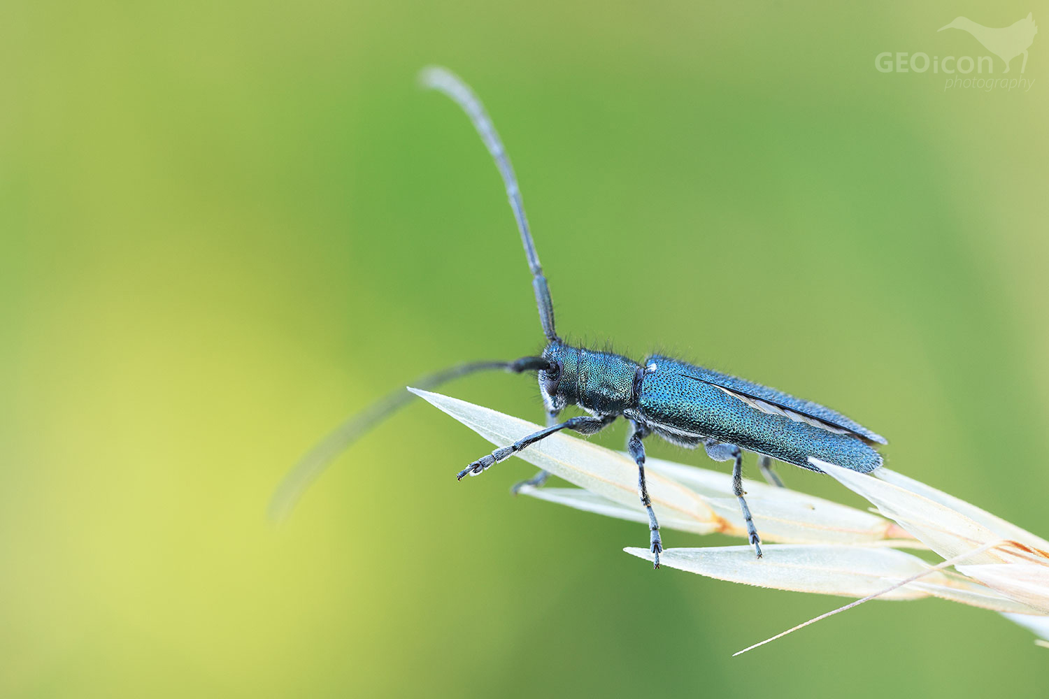 Musk beetle / tesařík pižmový (Aromia moschata)