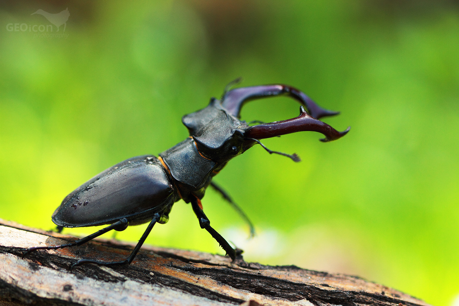 Stag beetle / roháč velký (Lucanus cervus )