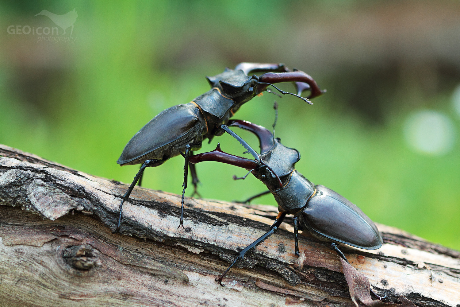Stag beetle / roháč velký (Lucanus cervus )
