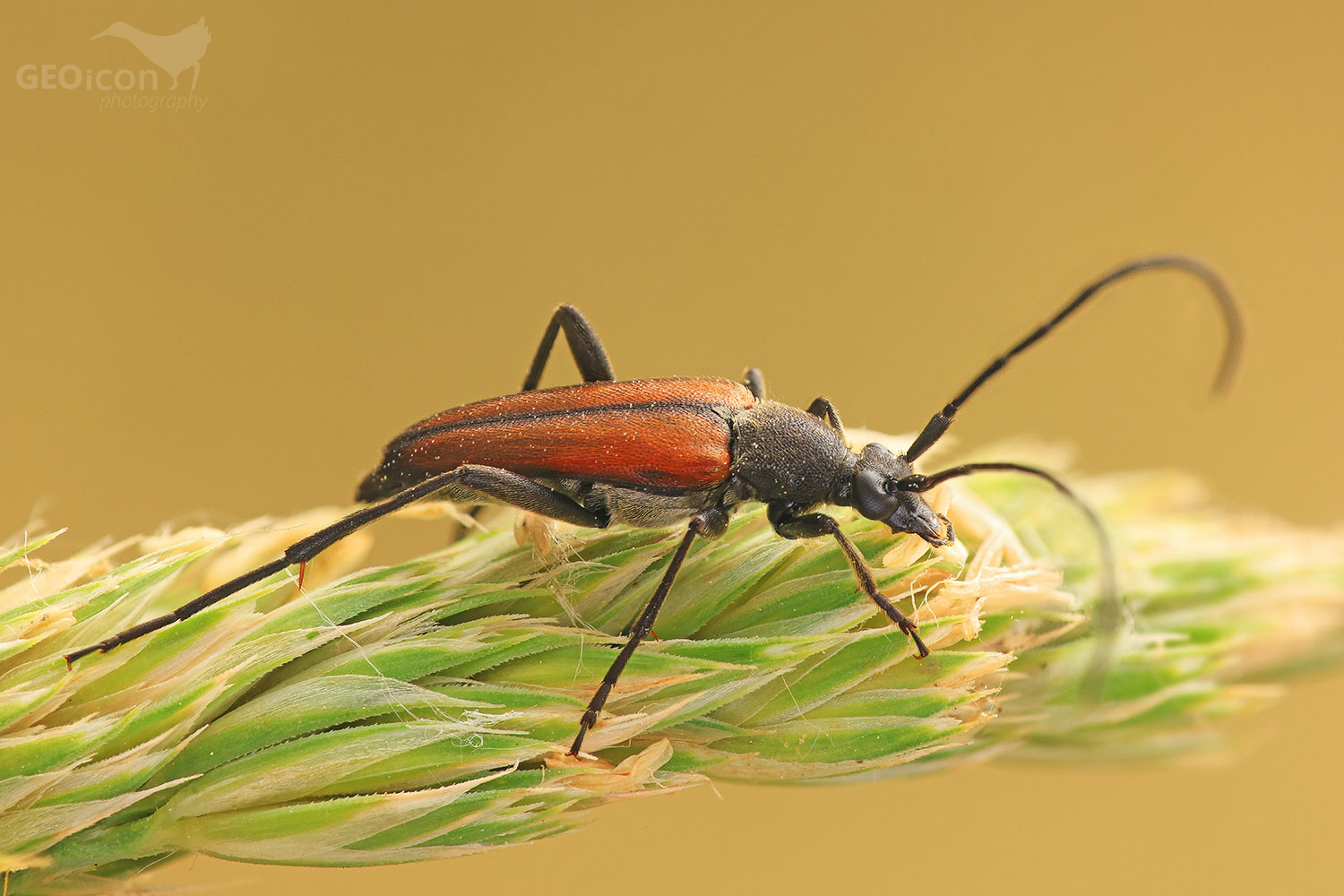 tesařík černošpičký (Stenurella melanura)