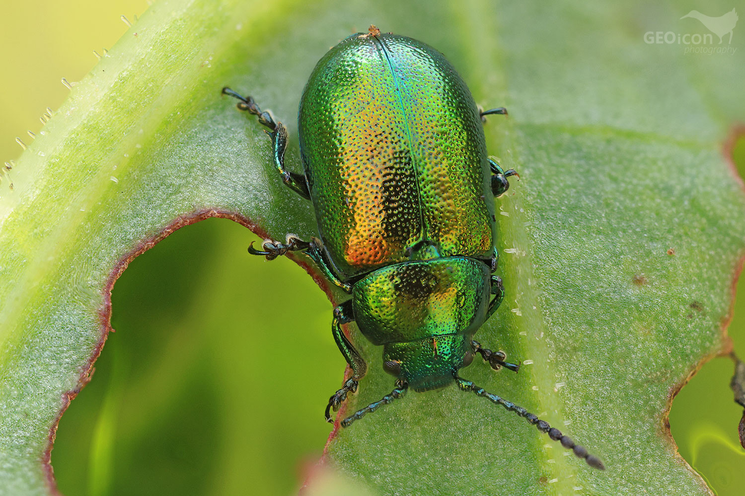 Colorado beetle  / mandelinka nádherná (Chrysolina fastuosa)