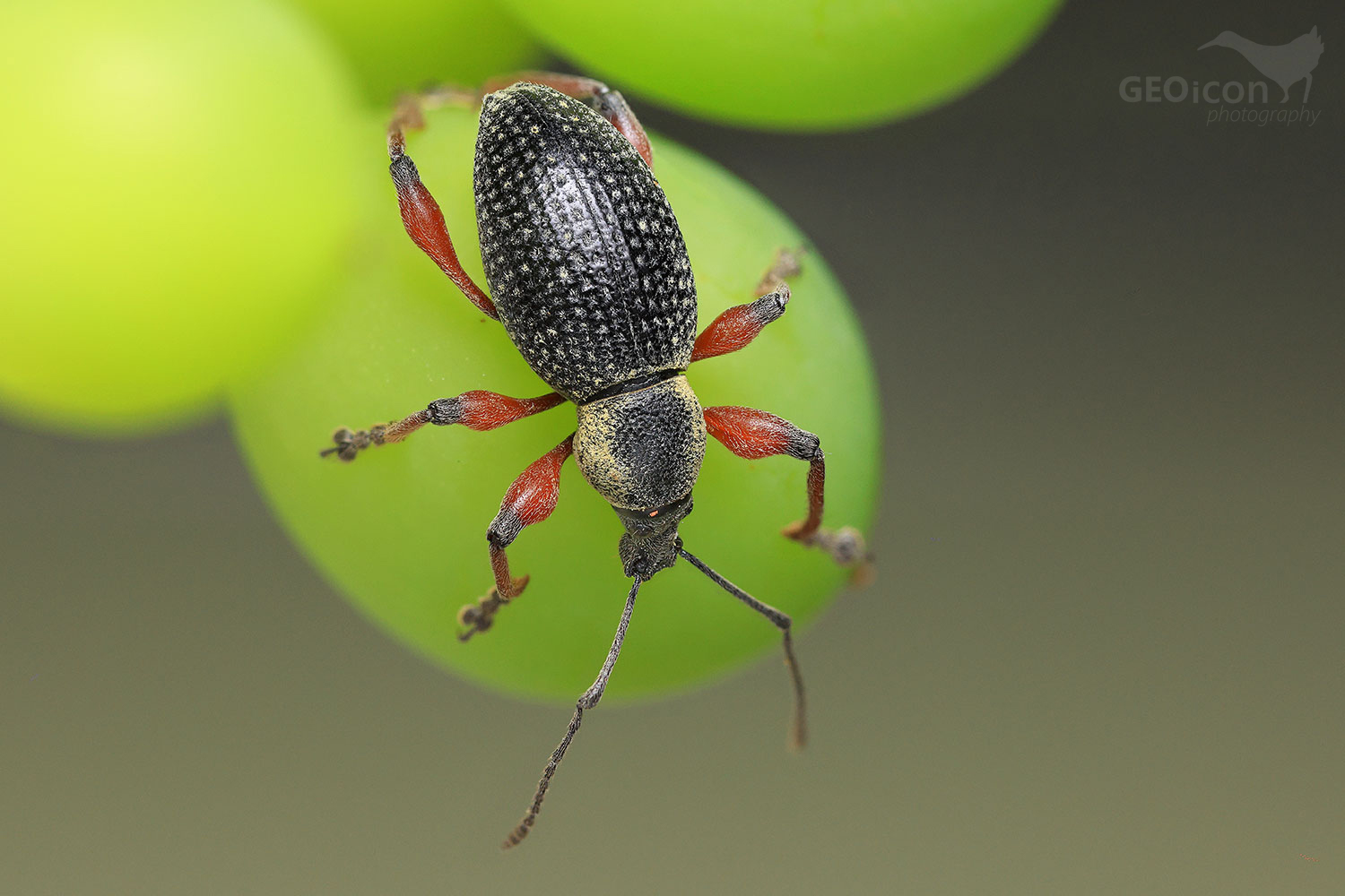 Otiorhynchus coecus / lakonosec černý