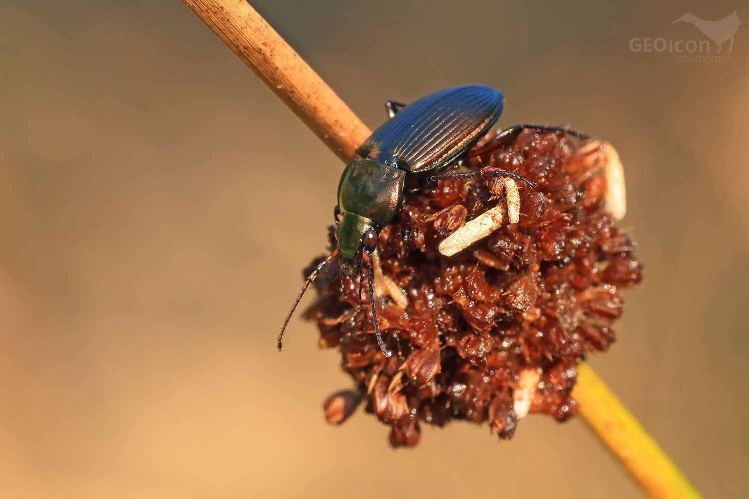 Poecilus cupreus / střevlíček měděný