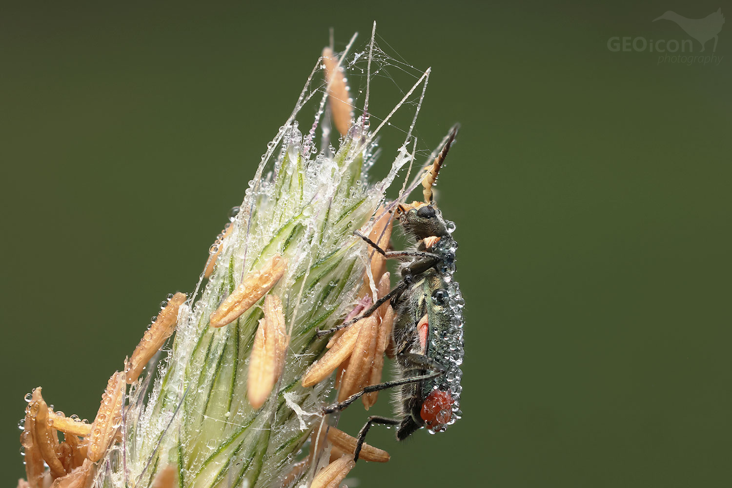 Malachius bipustulatus / bradavičník dvojskvrnný