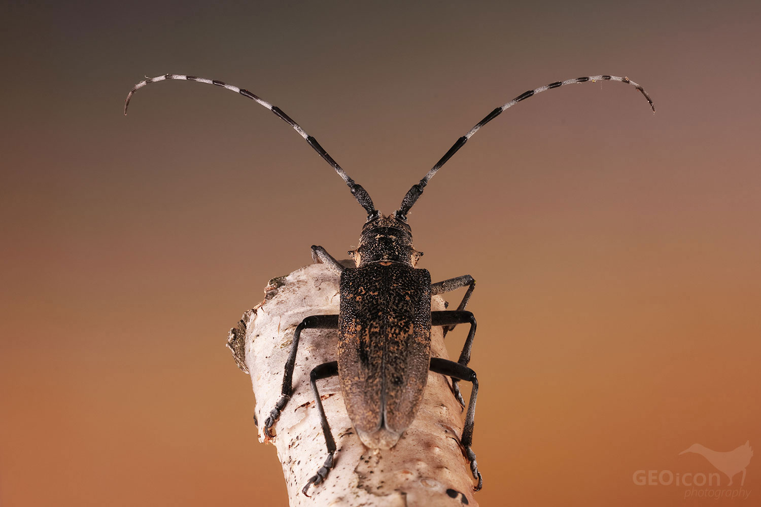Monochamus galloprovincialis / kozlíček sp.