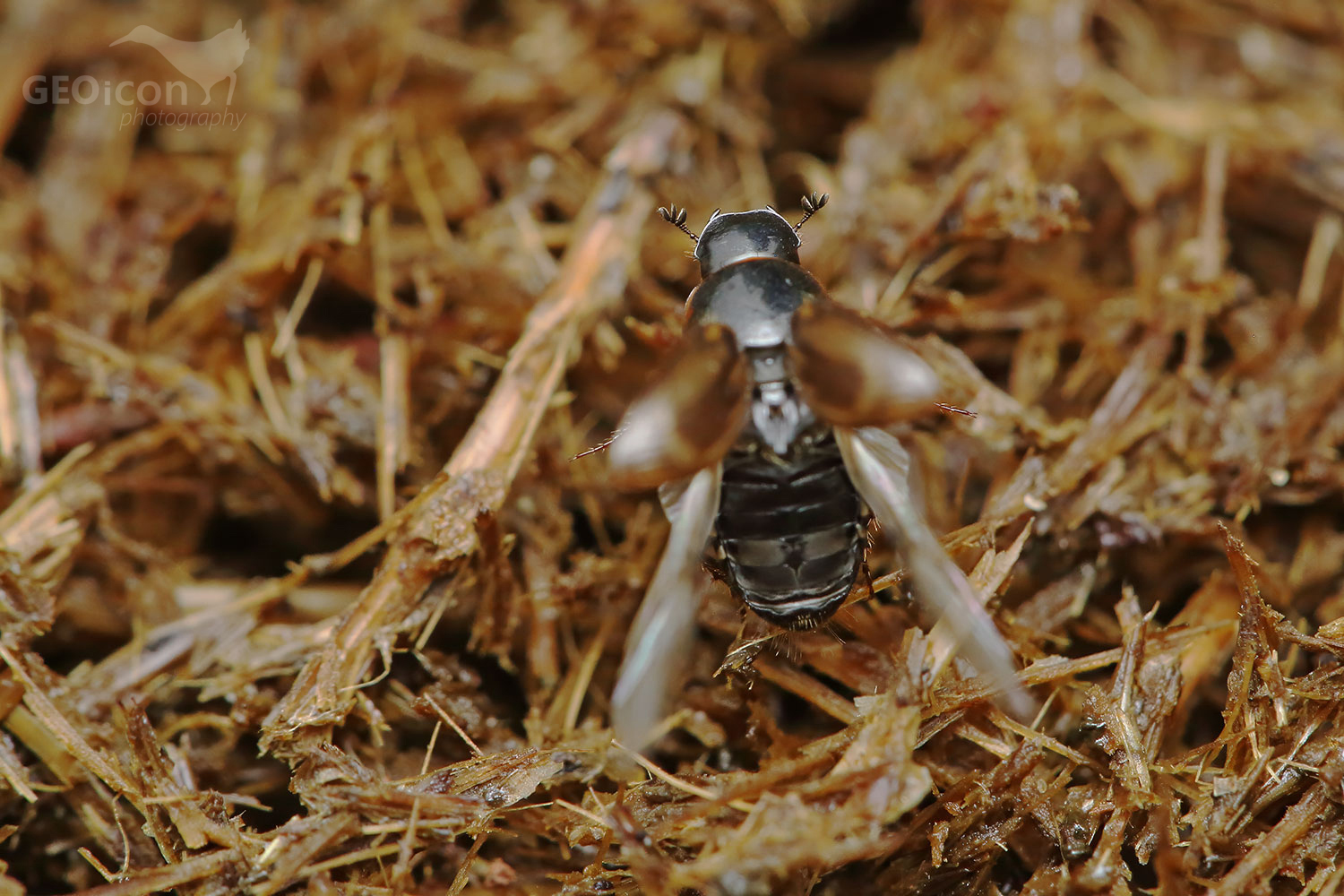 Aphodius fimetarius / hnojník obecný