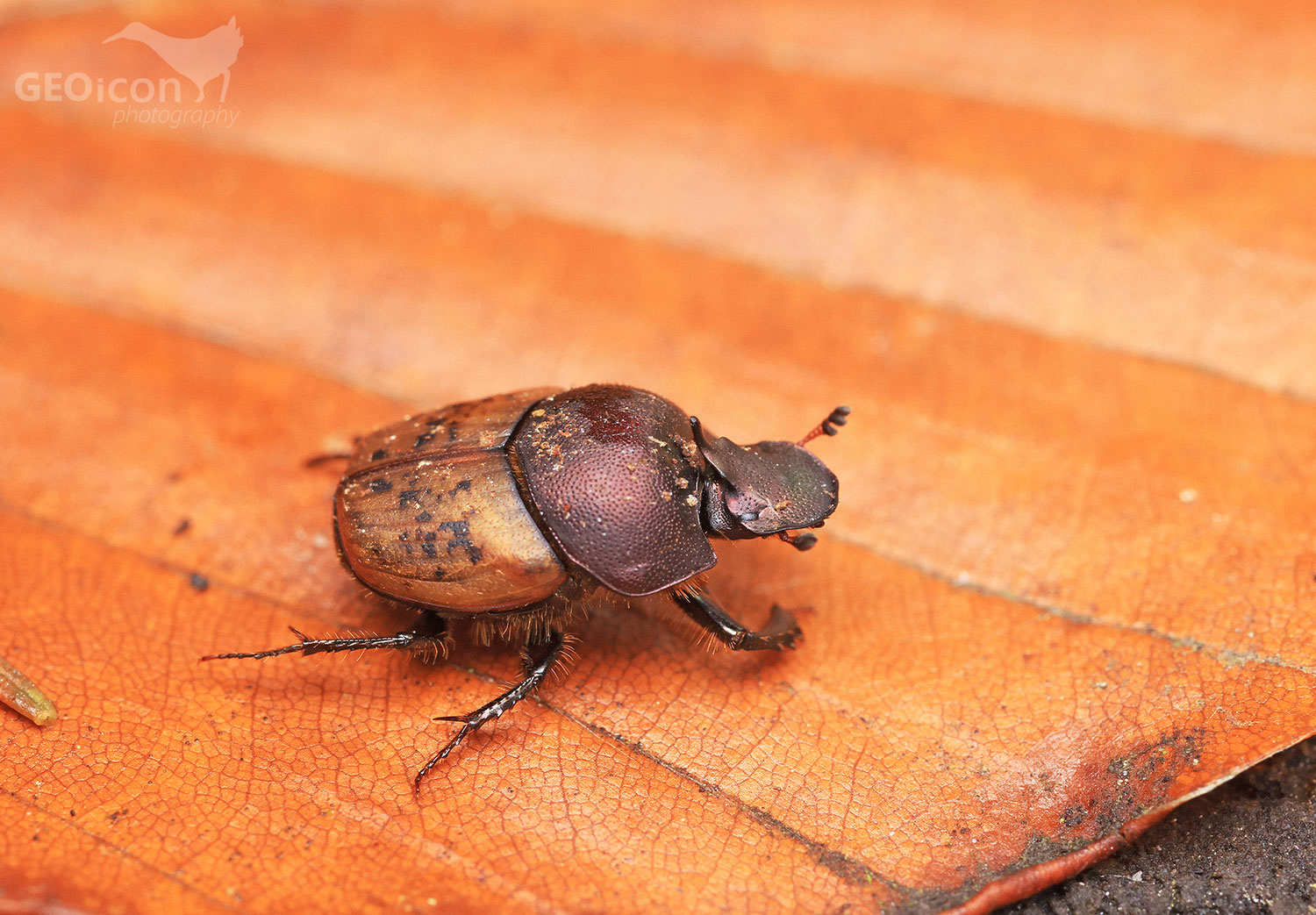Onthophagus vacca / lejnožrout sp.