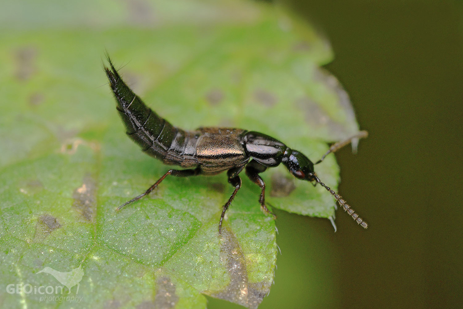 Philonthus politus / drabčík sp.