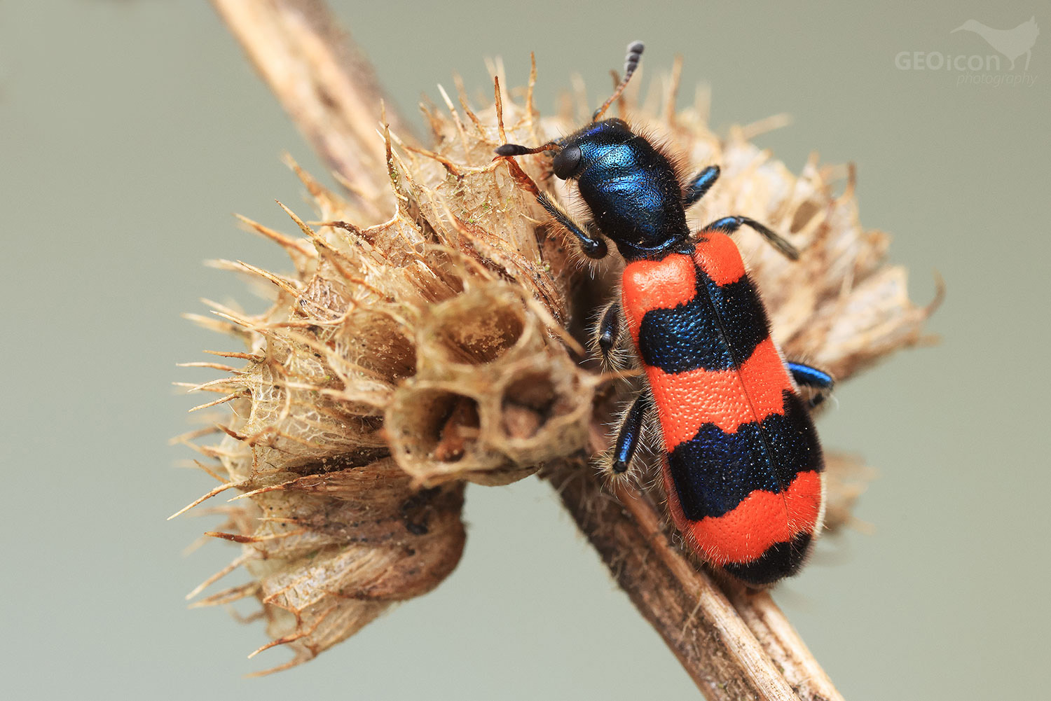 Trichodes apiarius / pestrokrovečník včelový