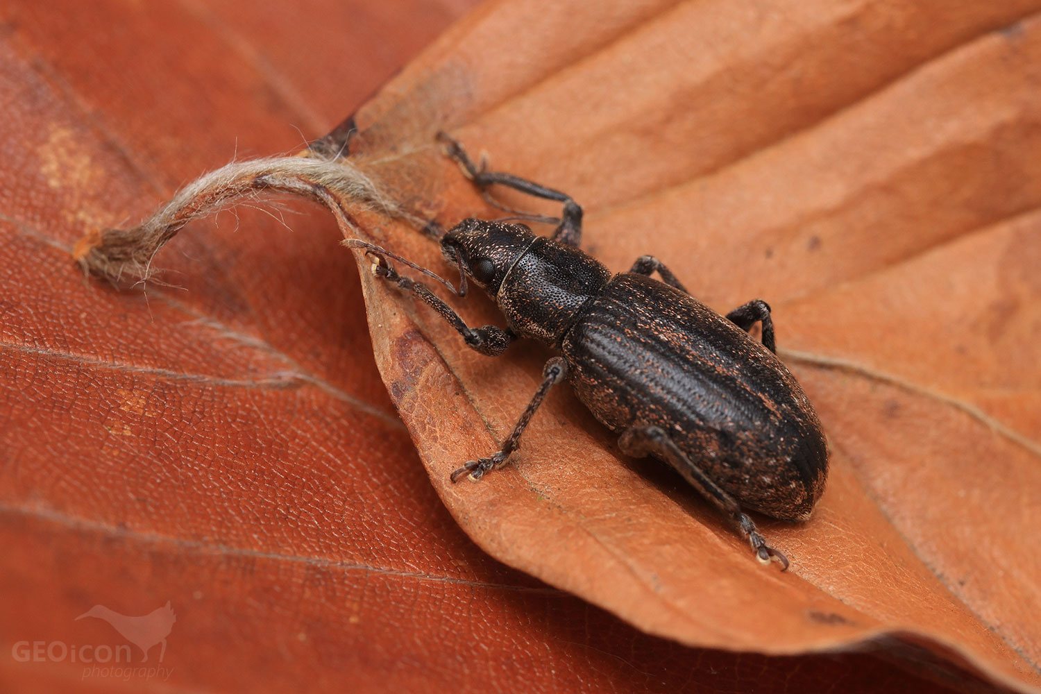 Sitona sp. / listopas sp.