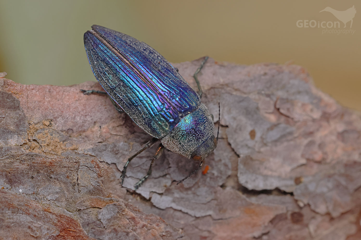 Buprestis rustica / krasec lesní