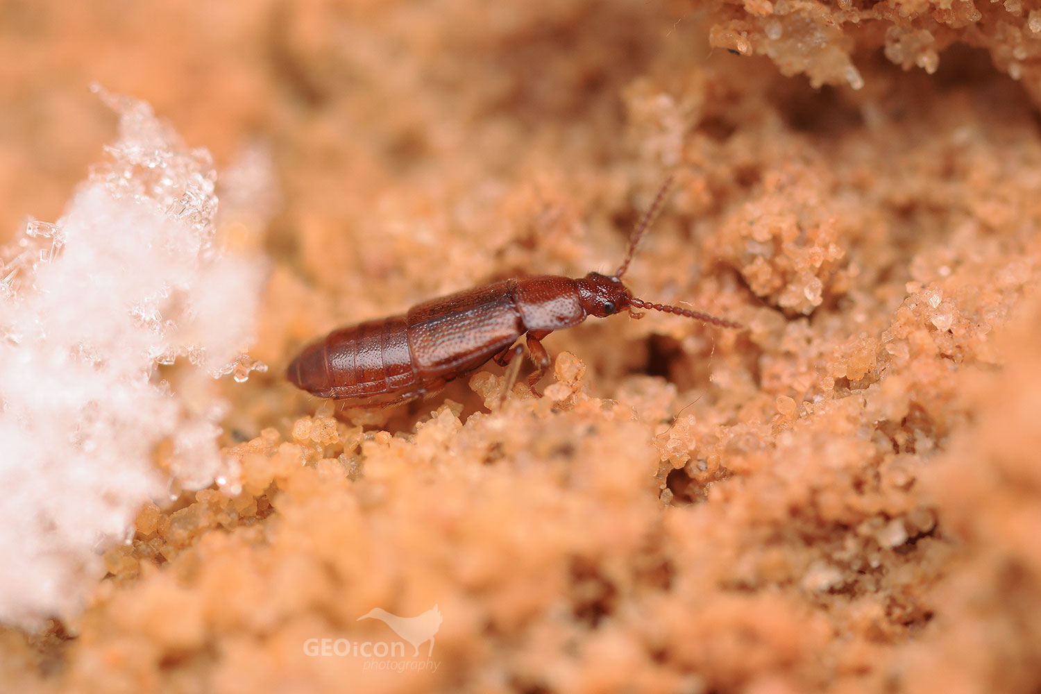 Acidota cruentata / drabčík krvavý