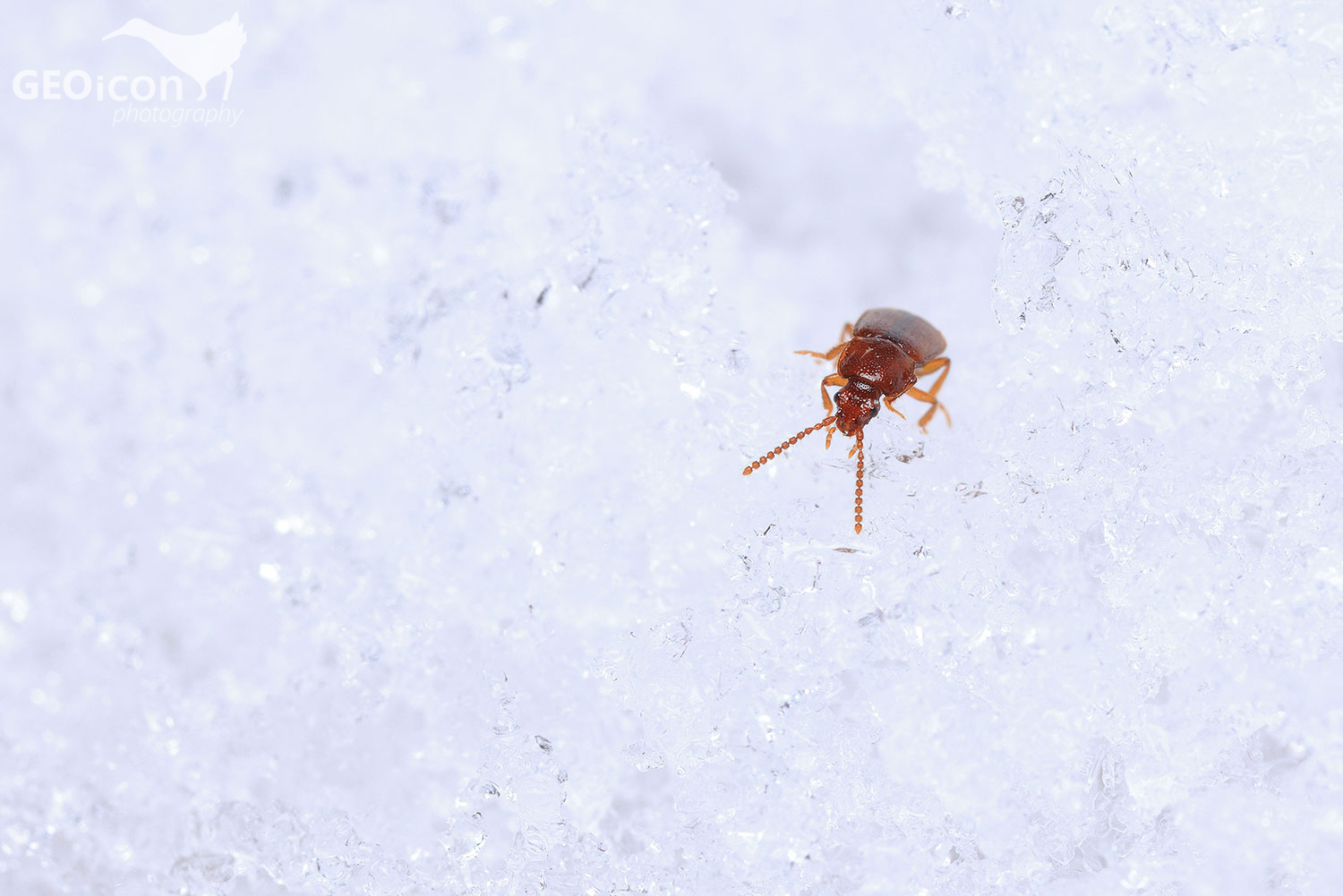 Acidota cruentata / drabčík krvavý