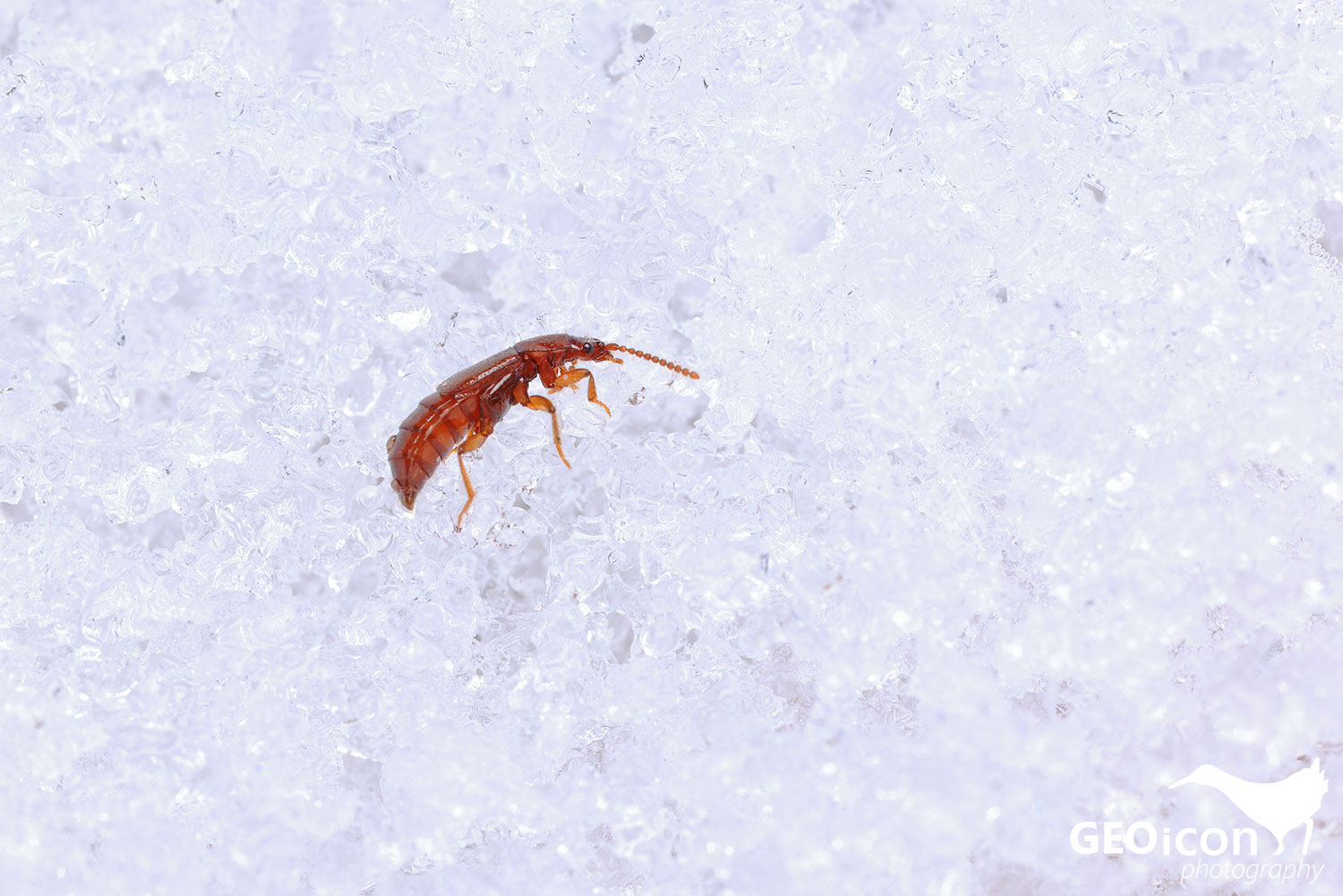 Acidota cruentata / drabčík krvavý