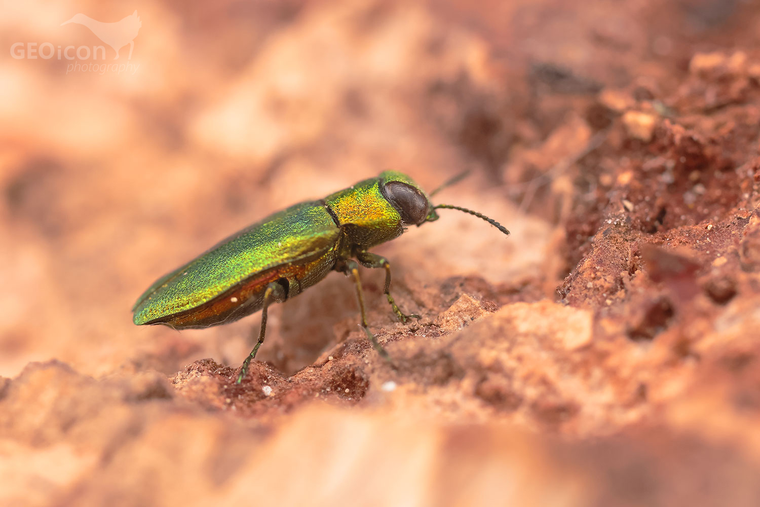 Athaxia nitidula / krasecs lesknavý