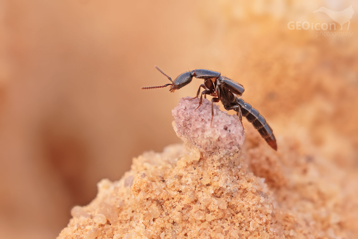 Xantholinus cf. linearis