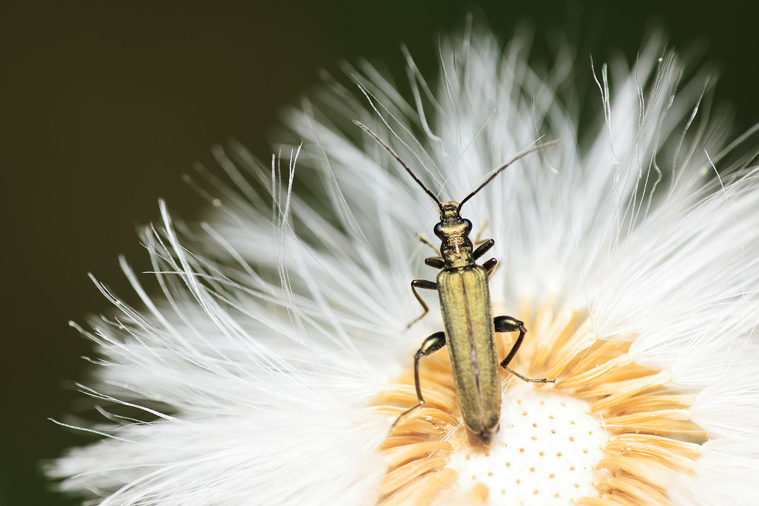 Oedemera flavipes / stehenáč sp.