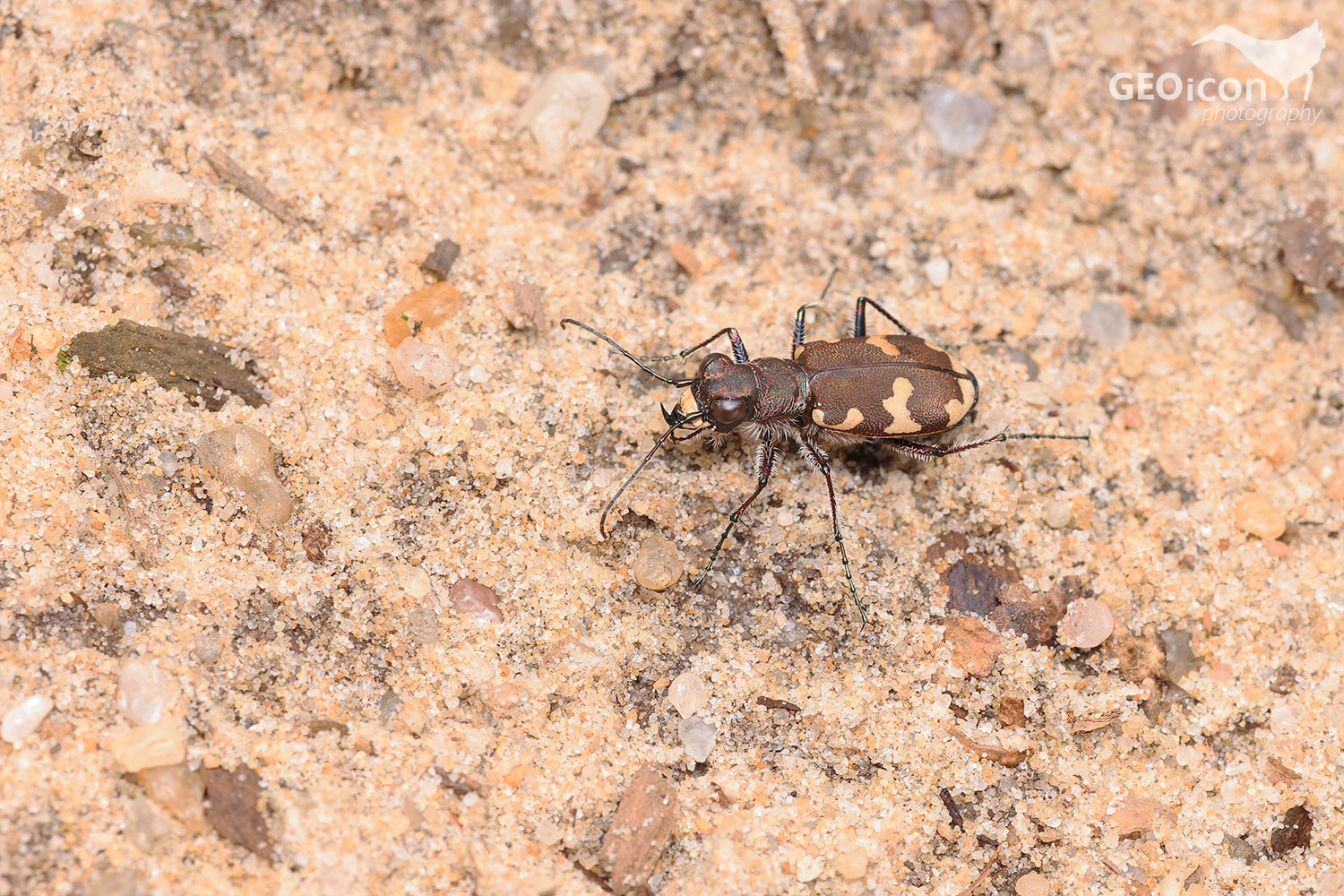 Cicindela sylvicola / svižník lesní
