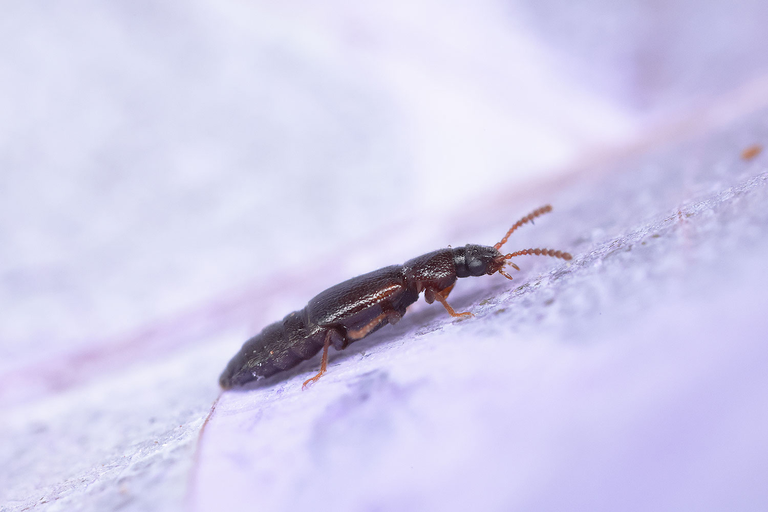Omaliinae / drabčík sp.