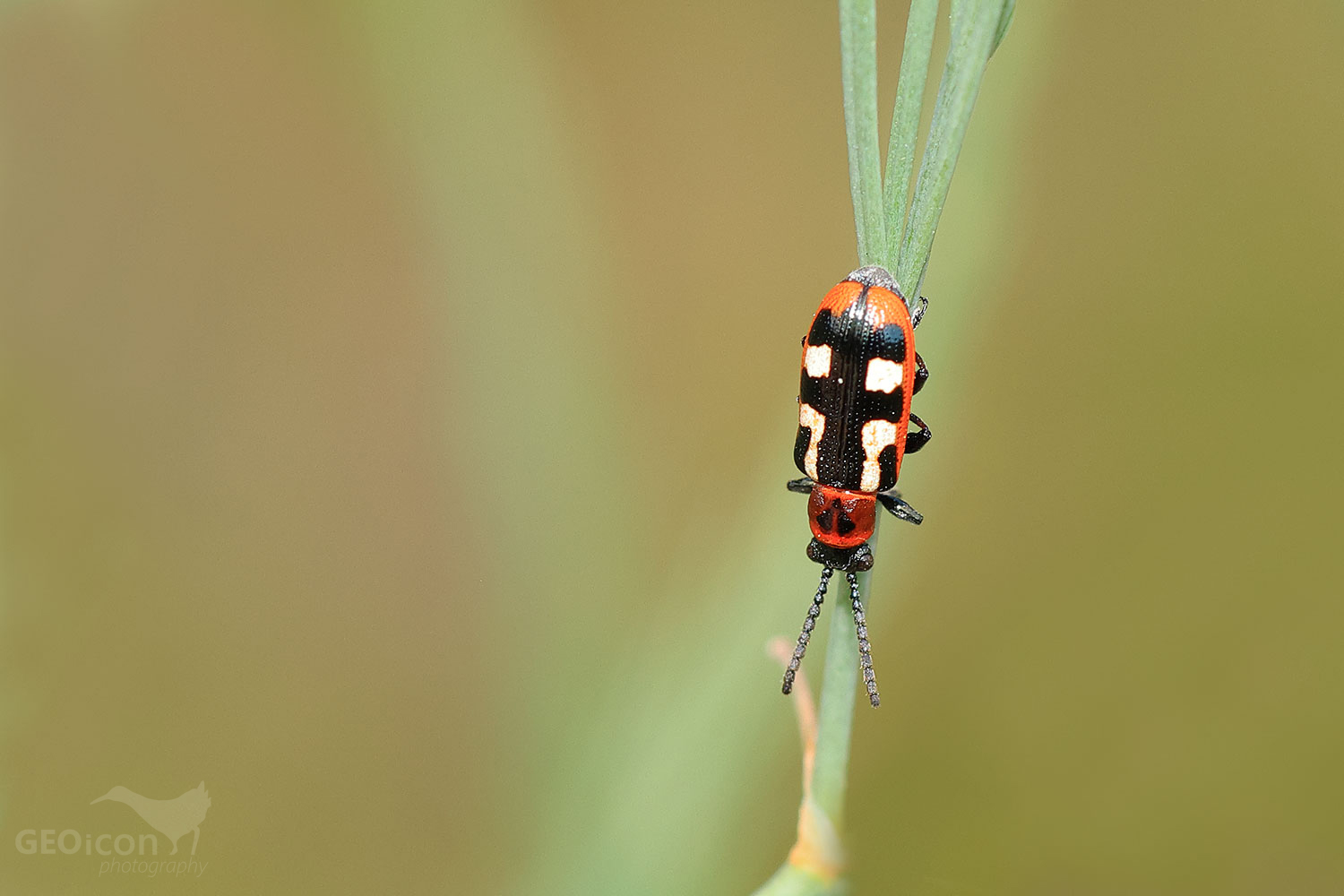 Crioceris asparagi / chřestovníček obecný