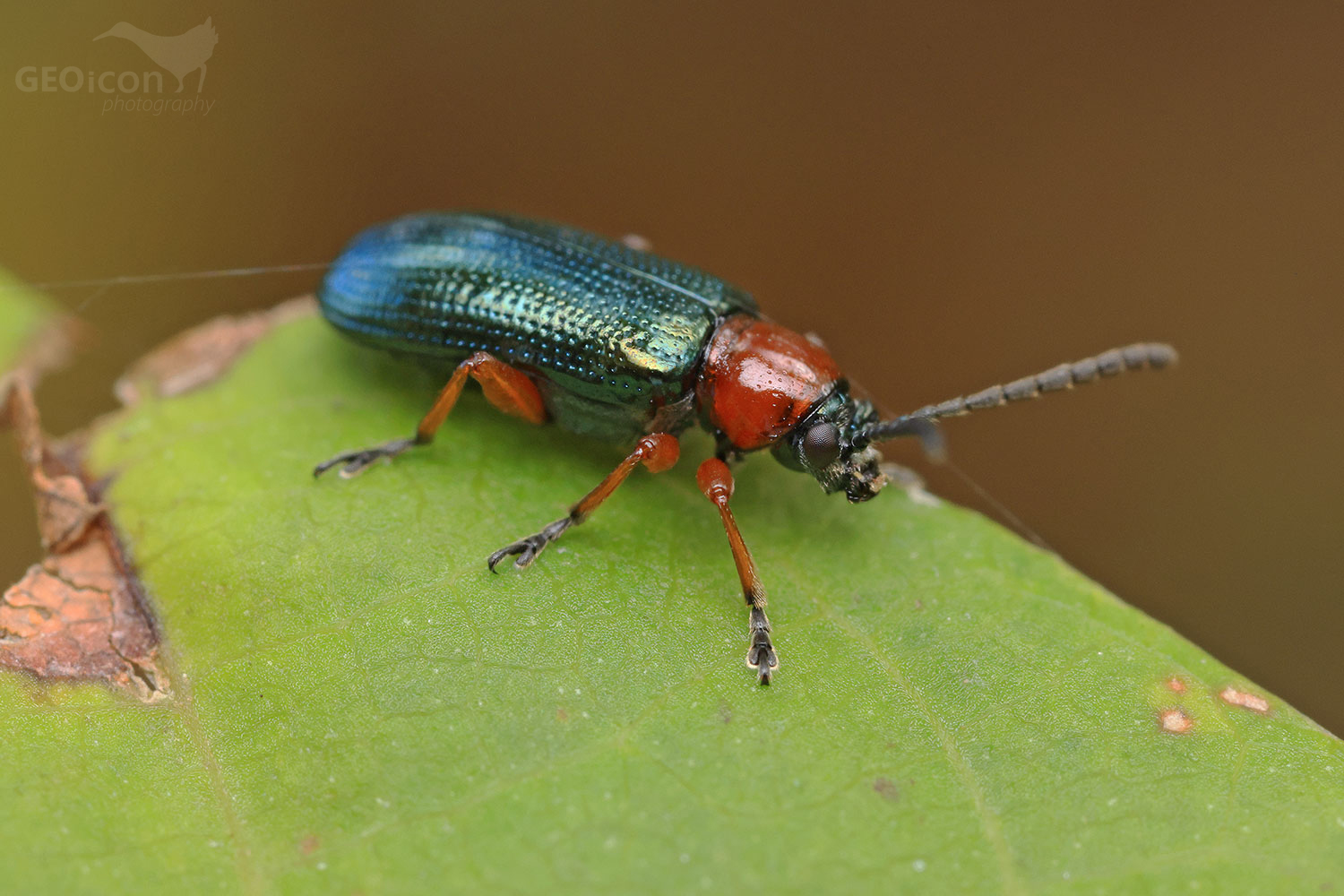 Oulema melanopus / kohoutek černohlavý