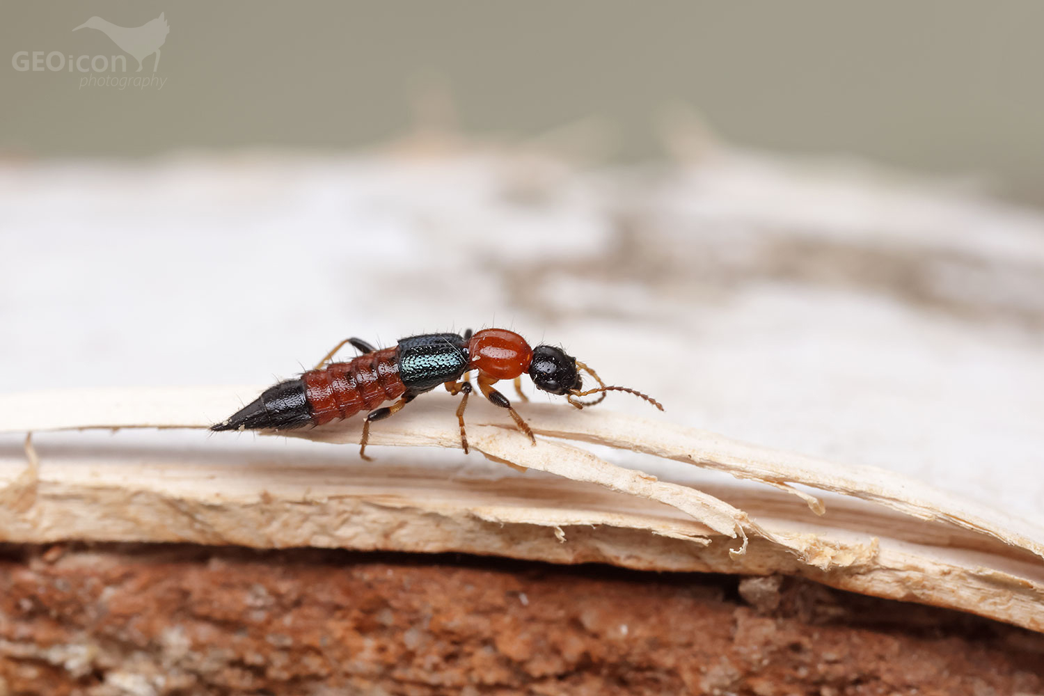 Paederus litoralis / drabčík sp.