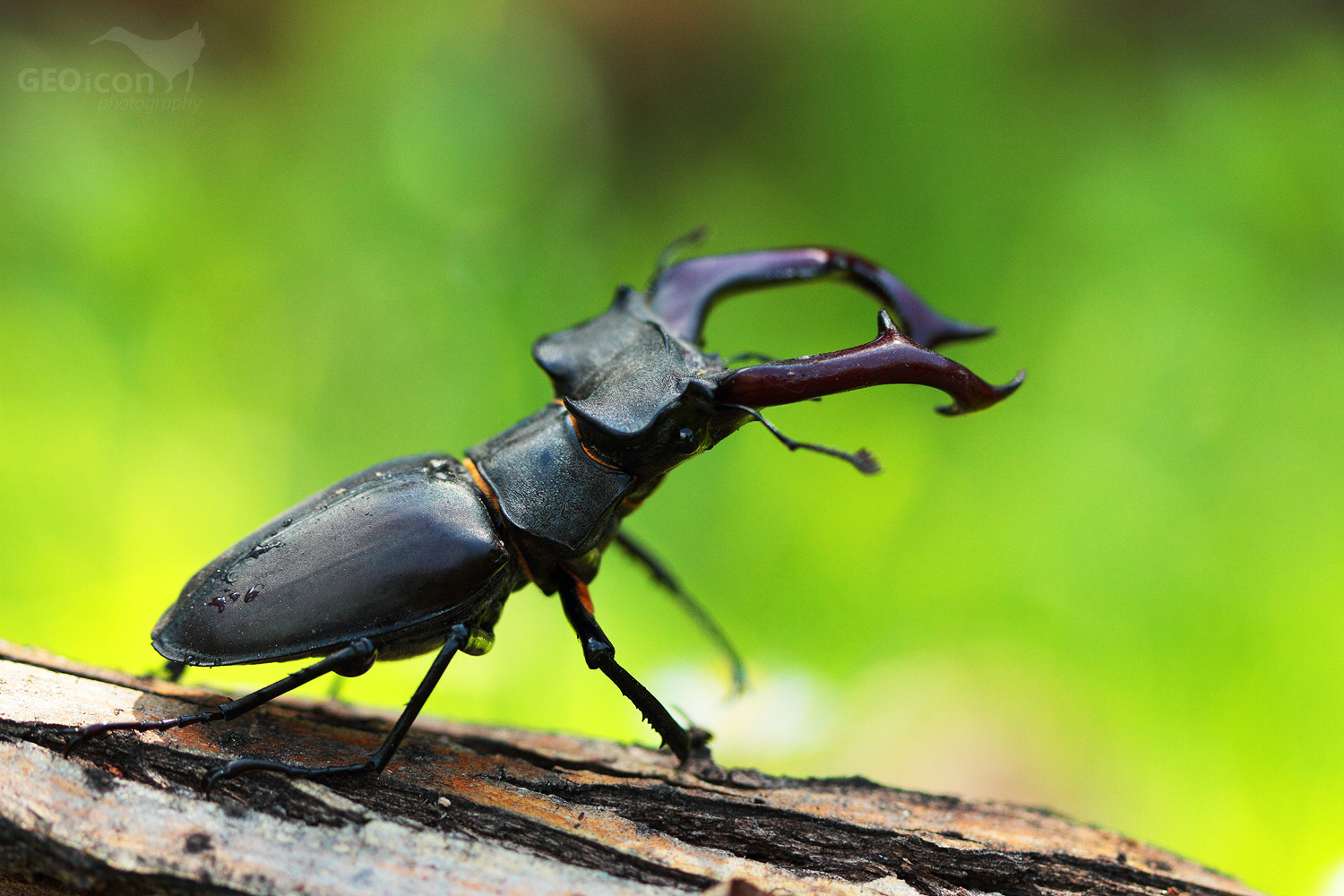 Stag beetle / roháč velký (Lucanus cervus )