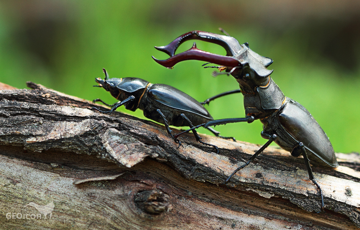 Stag beetle / roháč velký (Lucanus cervus )