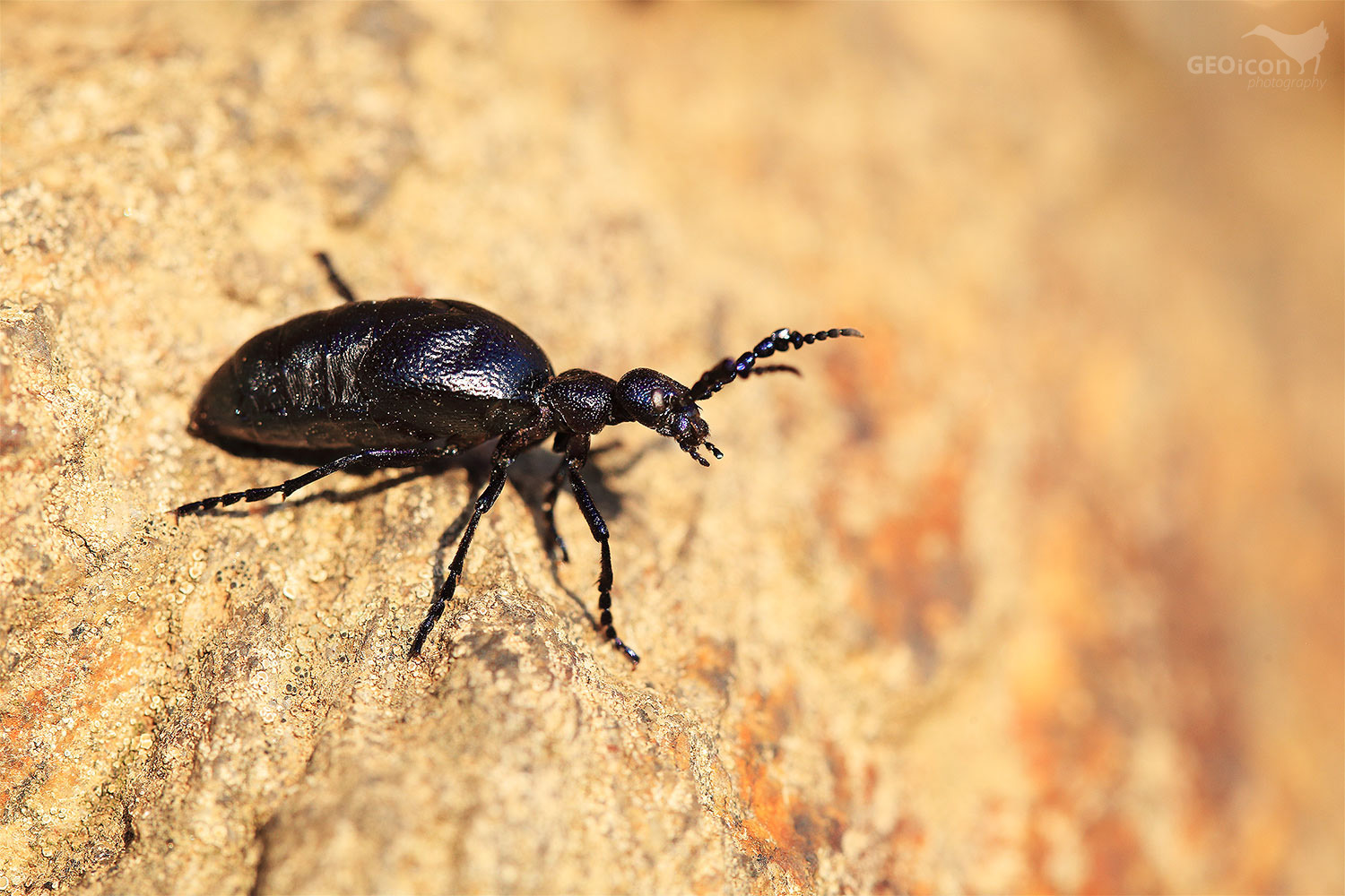 Oil beatle / majka obecná (Meloe proscarabaeus)