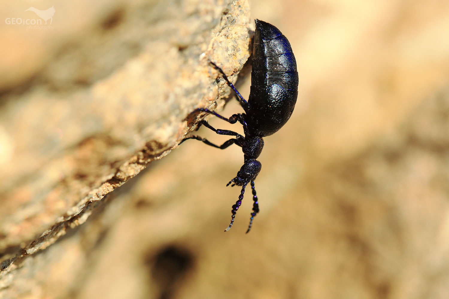 Oil beatle / majka obecná (Meloe proscarabaeus)