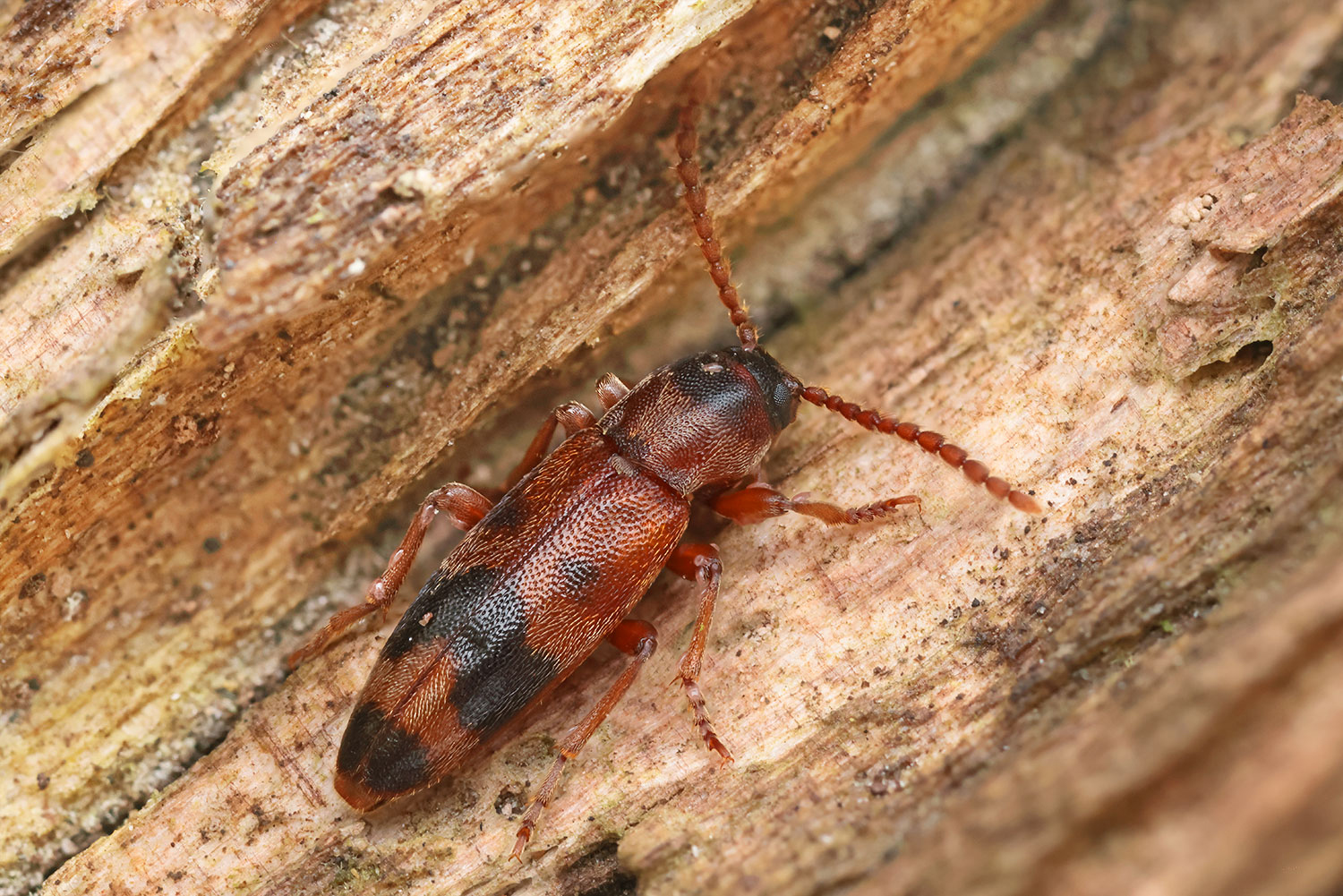 Hypulus bifasciatus