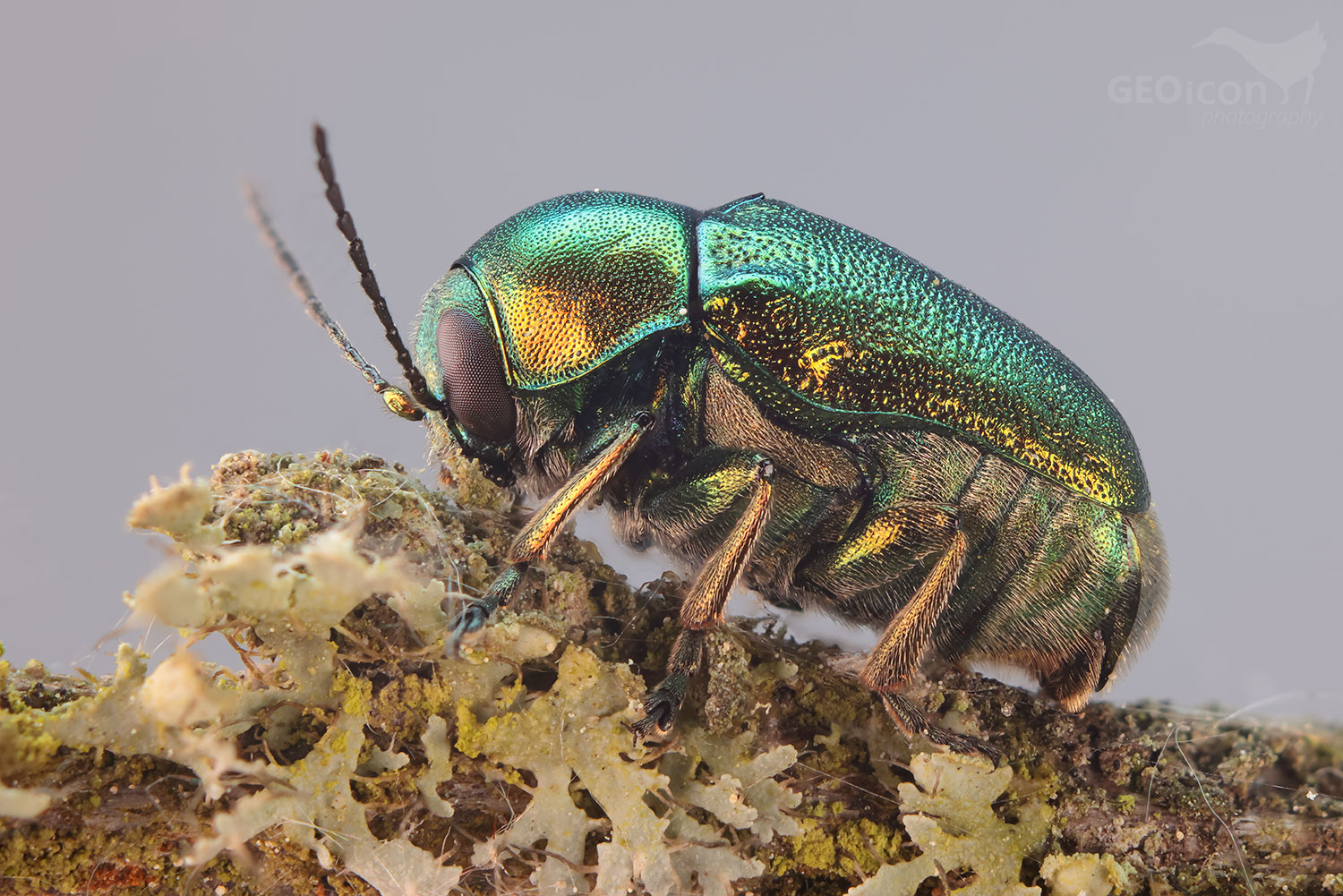 Cryptocephalus sericeus / krytohlav hedvábitý