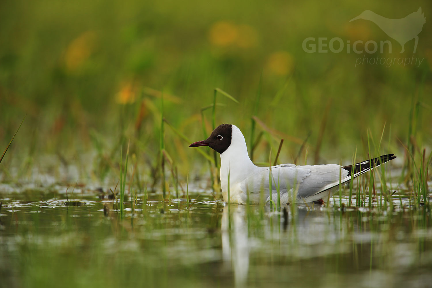Black headed gull / racek chechtavý (Chroicocephalus ridibundus)