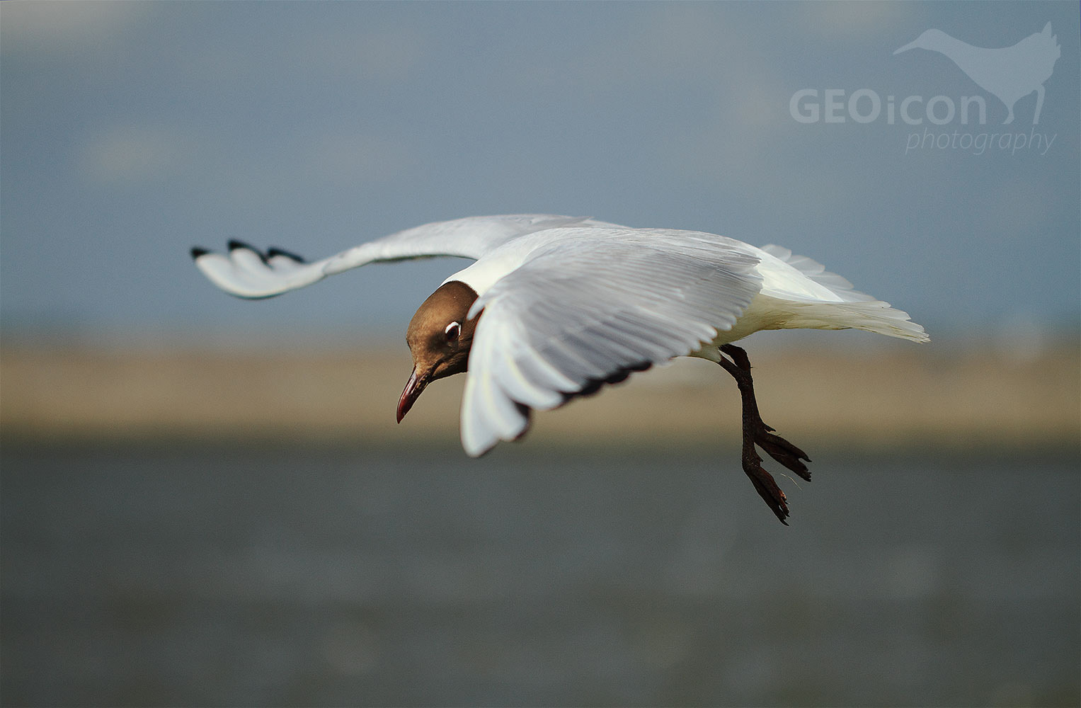 Black headed gull / racek chechtavý (Chroicocephalus ridibundus)