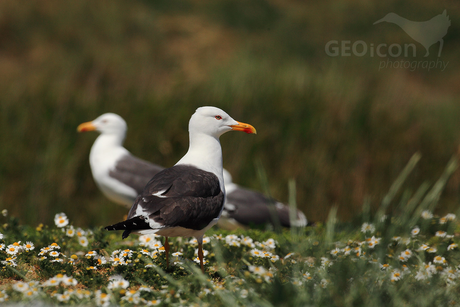 Lesser black backed gull / racek žlutonohý (Larus fuscus)
