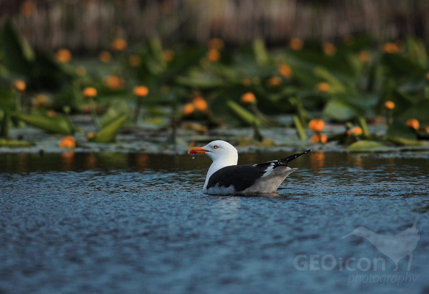 Lesser black backed gull / racek žlutonohý (Larus fuscus)