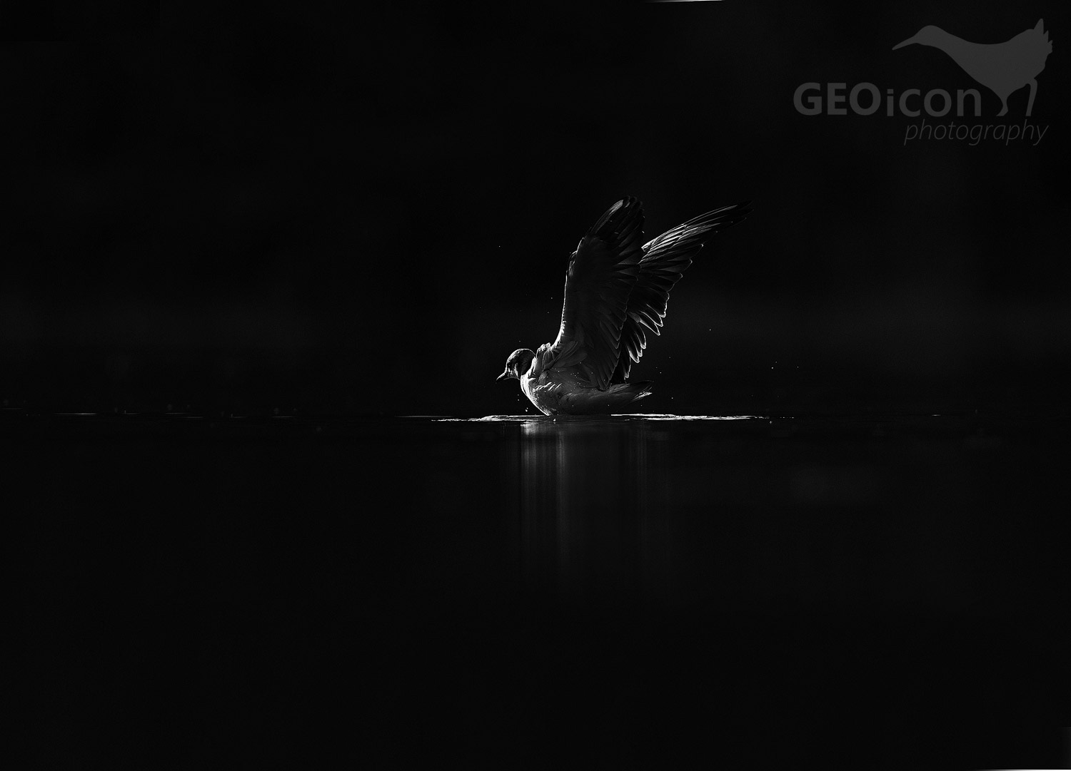 Black headed gull / racek chechtavý (Chroicocephalus ridibundus)