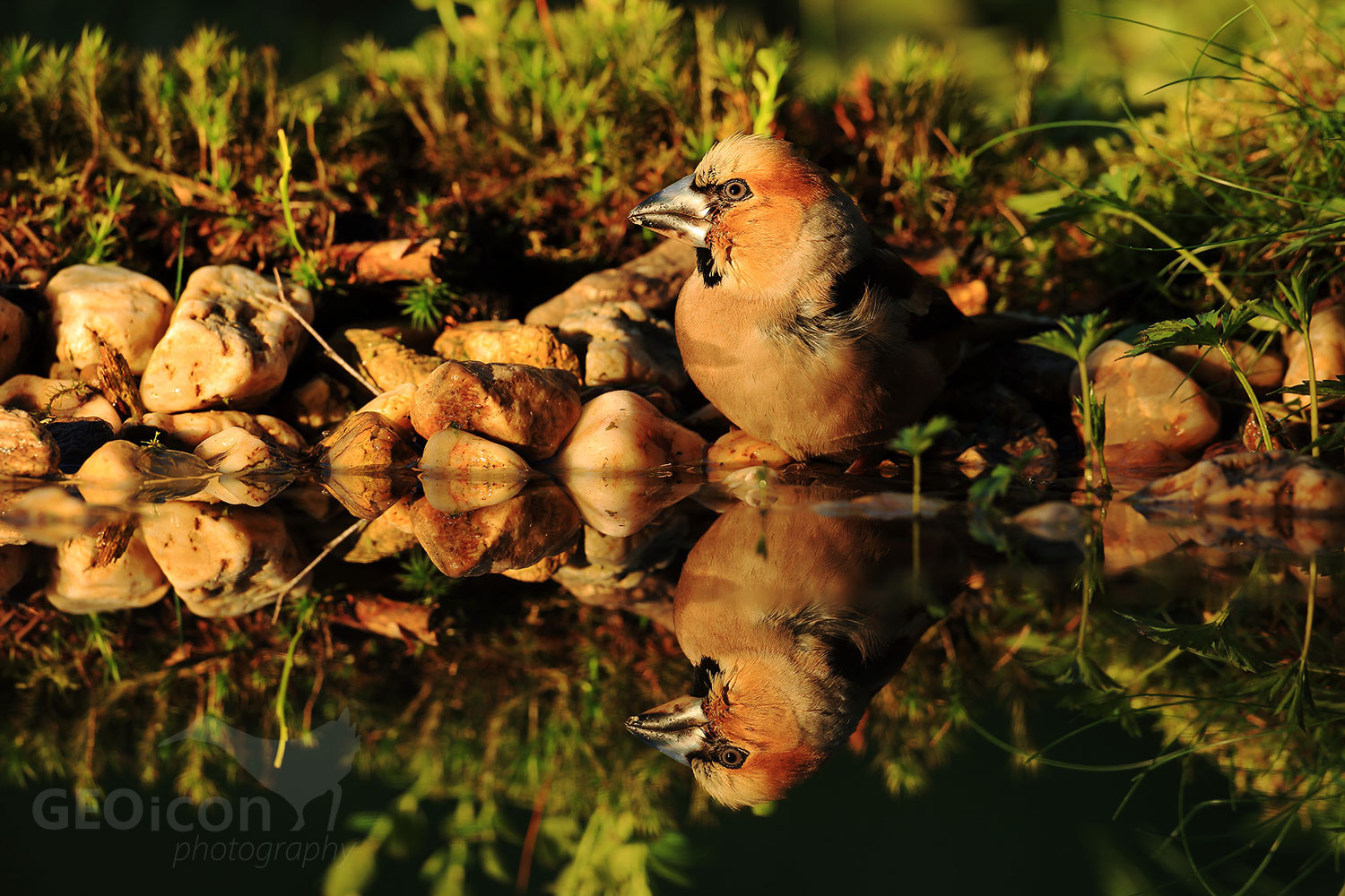 Hawfinch / dlask tlustozobý (Coccothraustes coccothraustes)
