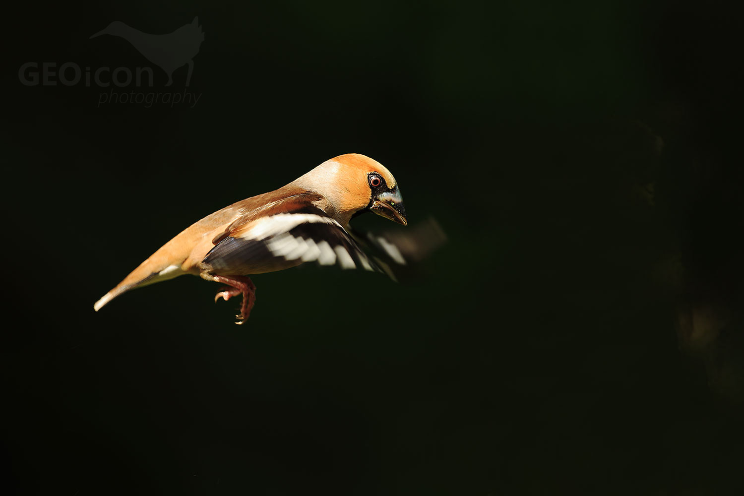 Hawfinch / dlask tlustozobý (Coccothraustes coccothraustes)